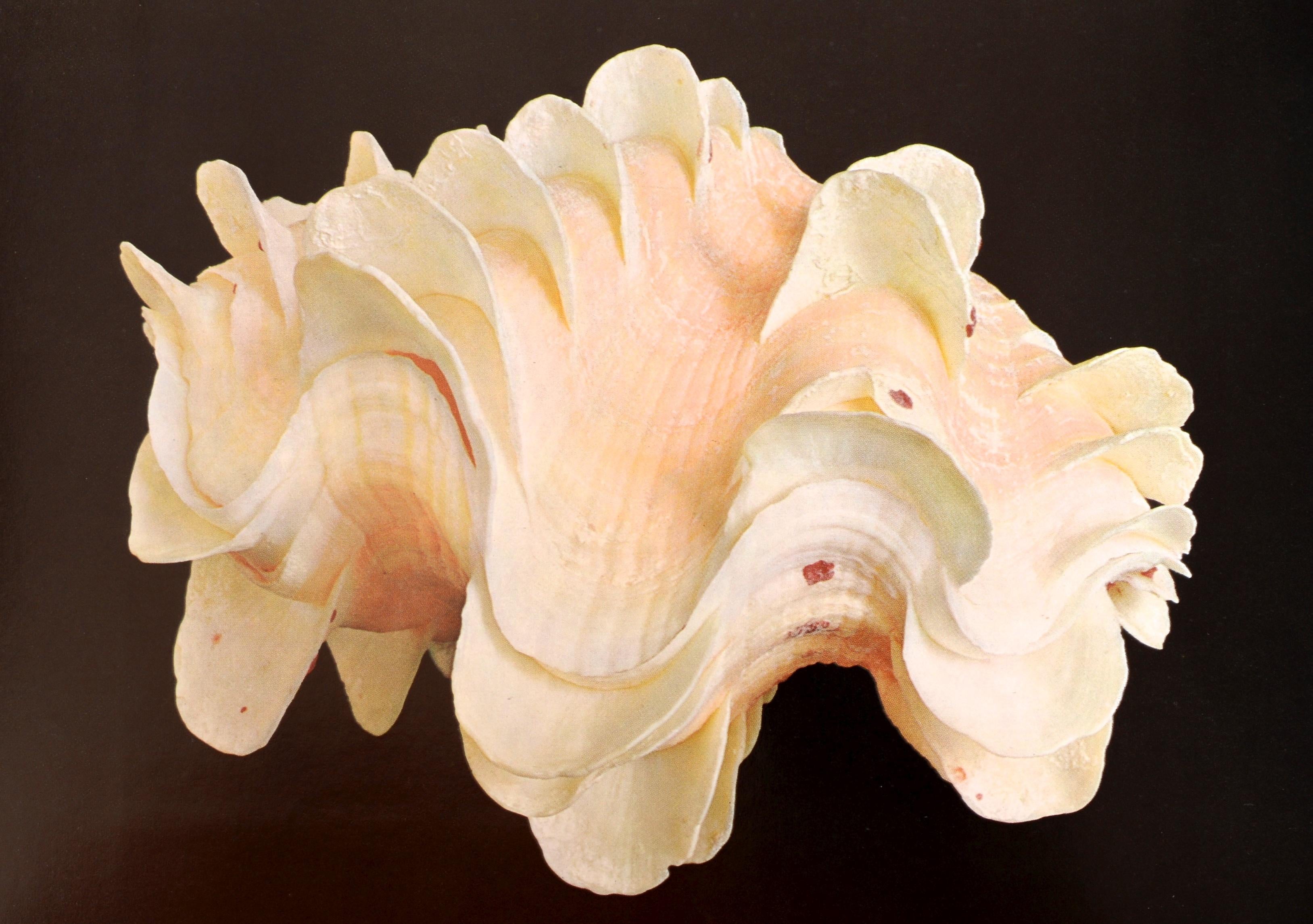 Late 20th Century Shell, 500 Million Years of Inspired Design, by Hugh & Marguerite Stix