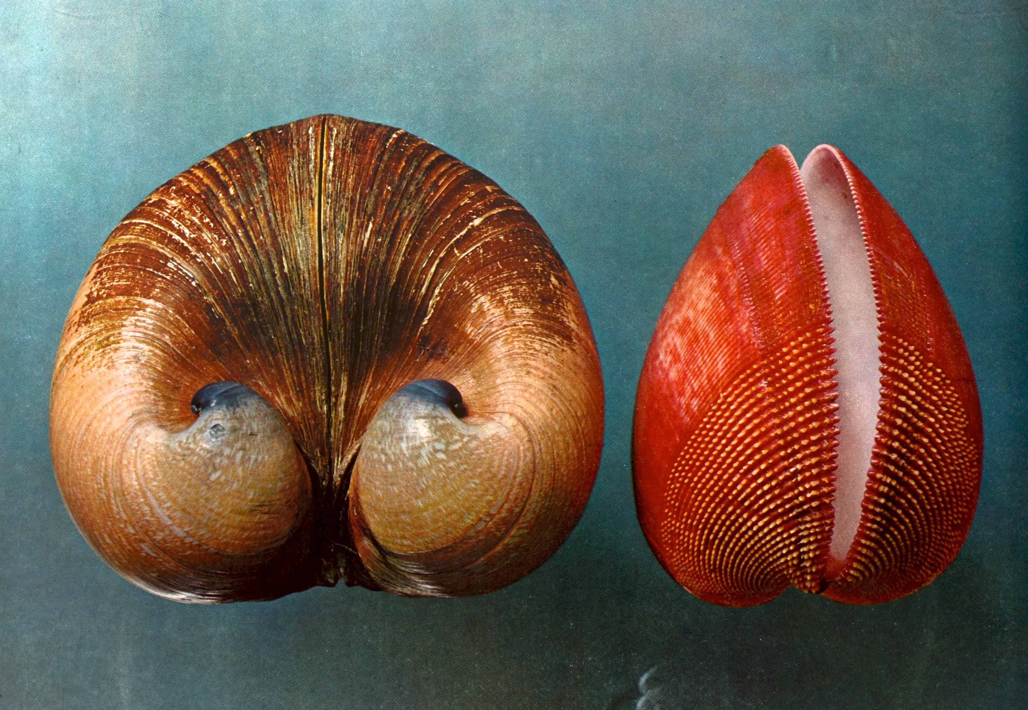 Shell, 500 Million Years of Inspired Design, by Hugh & Marguerite Stix 1