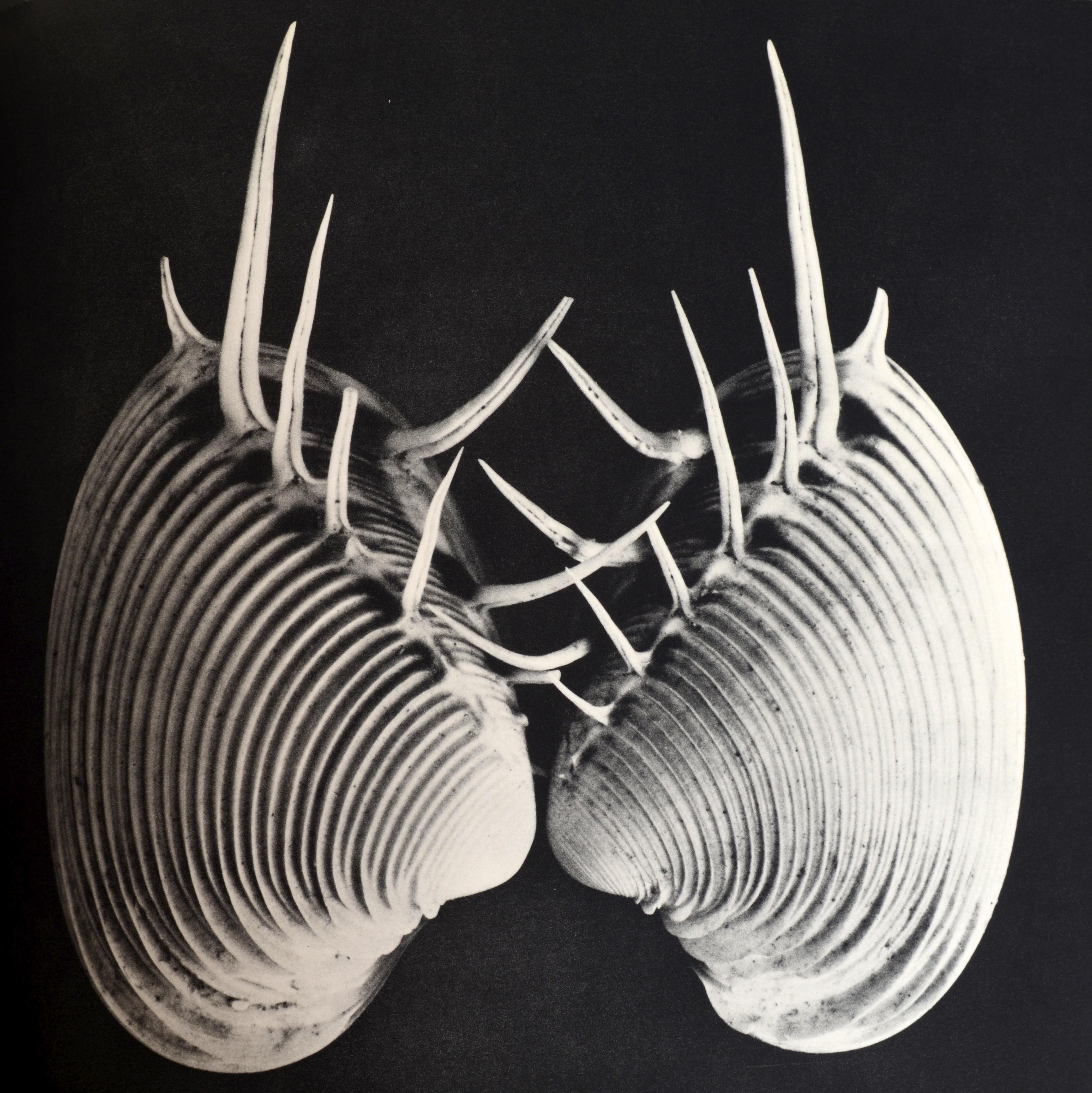 Shell, 500 Million Years of Inspired Design, by Hugh & Marguerite Stix 3
