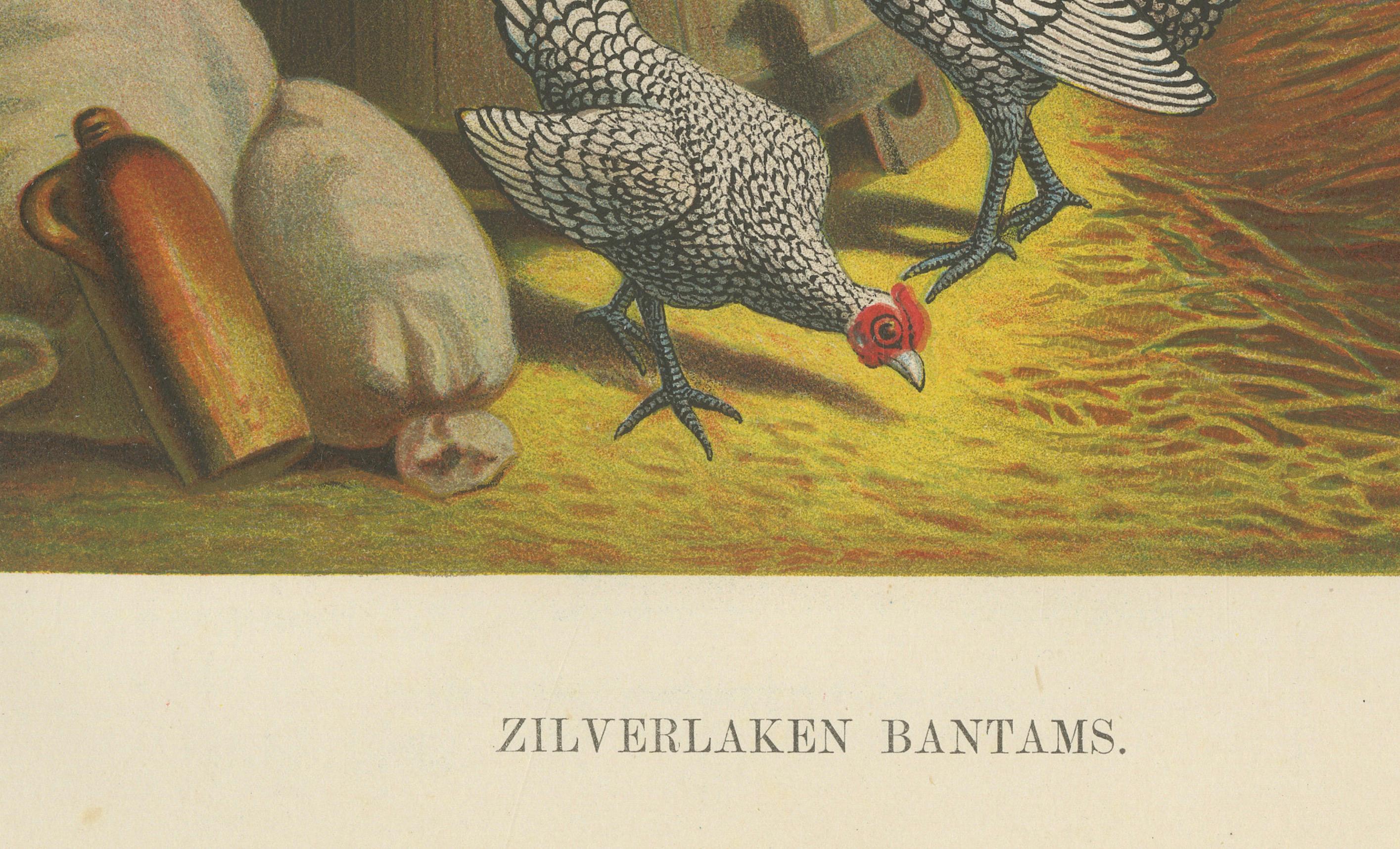 The Silver-Laced Bantam - Eine seltene Geflügel-Lithographie des 19. Jahrhunderts  

Diese detailreiche Chromolithografie aus dem 19. Jahrhundert zeigt eine lebhafte Gruppe von Silver-Laced Bantams, einer eleganten und dekorativen Rasse, die für