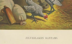 The Silver-Laced Bantam - A Rare 19th Century Poultry Lithograph