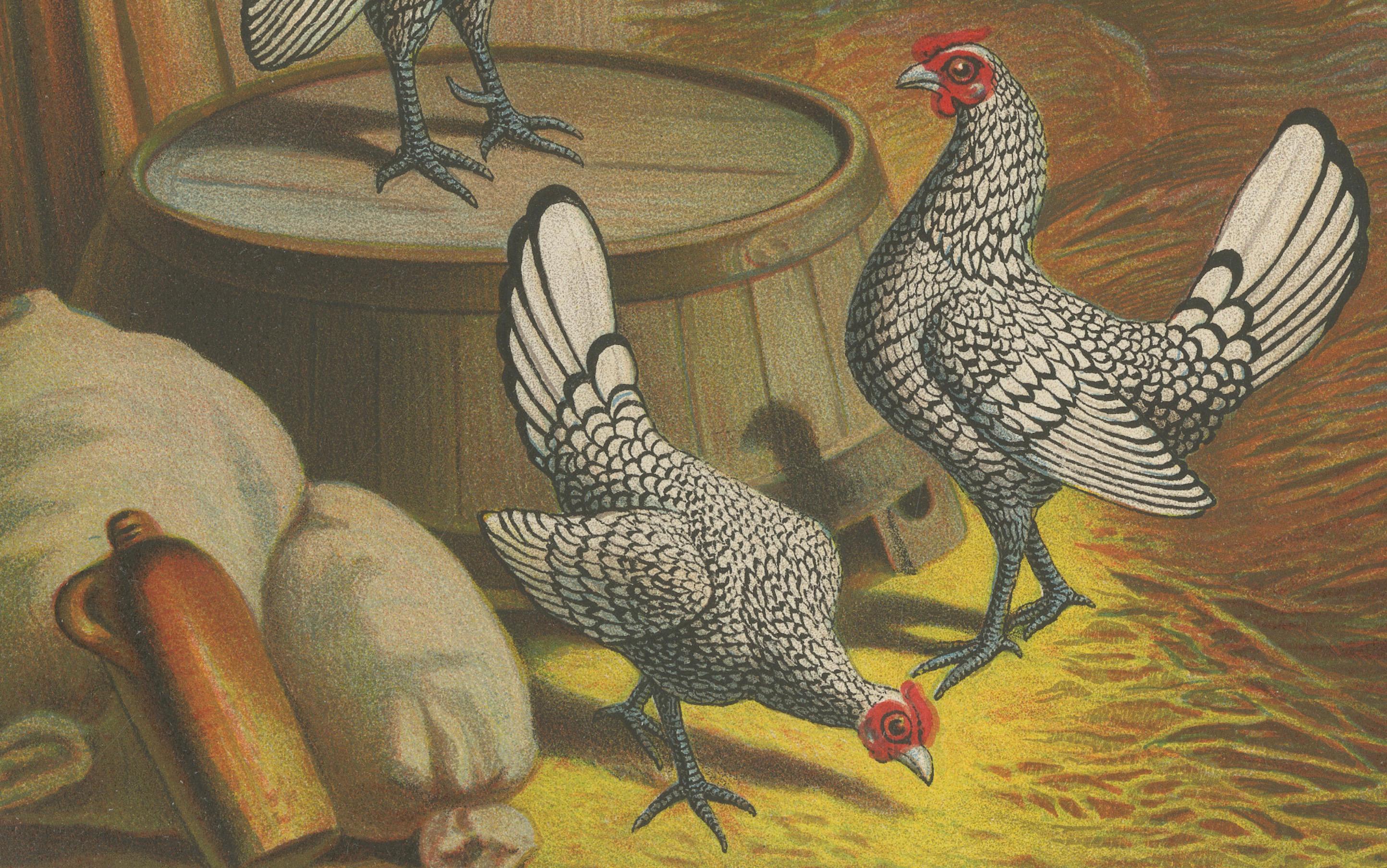 The Silver-Laced Bantam - Eine seltene Geflügel-Lithographie des 19. Jahrhunderts im Zustand „Gut“ im Angebot in Langweer, NL