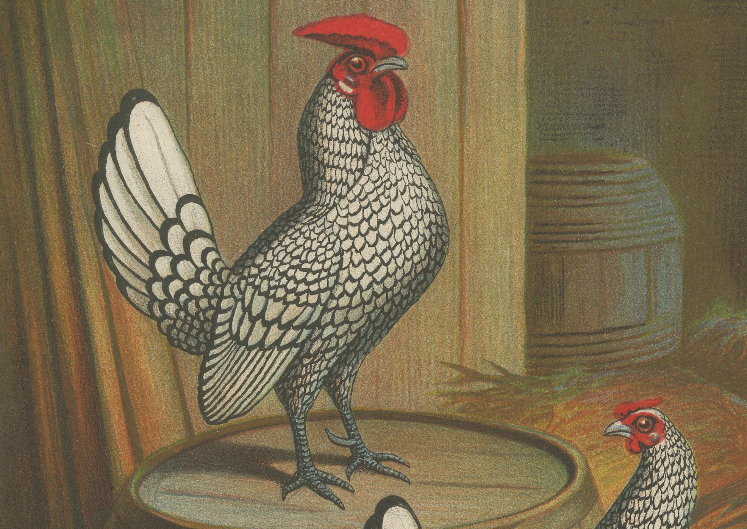 The Silver-Laced Bantam - Eine seltene Geflügel-Lithographie des 19. Jahrhunderts (Spätes 19. Jahrhundert) im Angebot