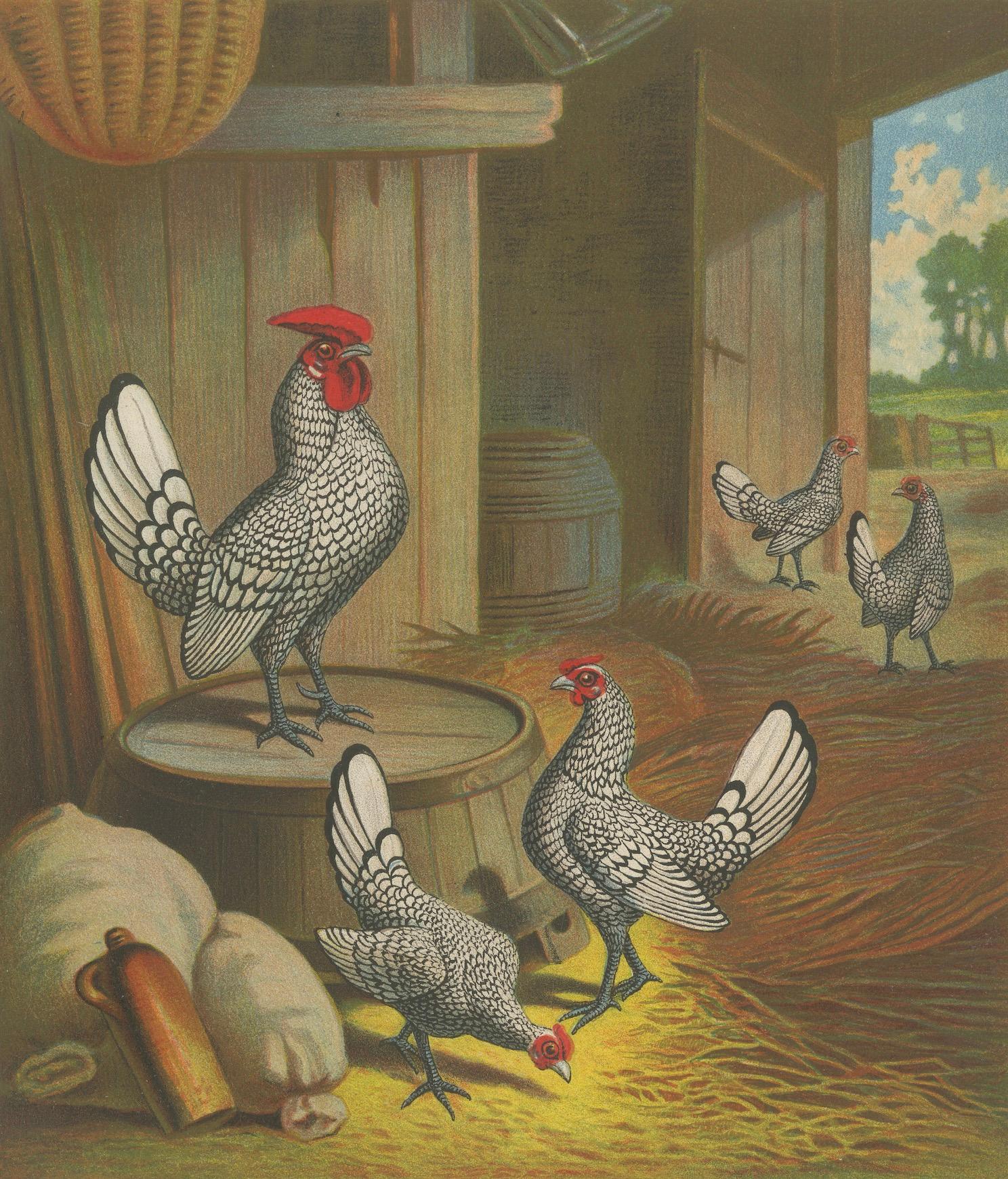 The Silver-Laced Bantam - Eine seltene Geflügel-Lithographie des 19. Jahrhunderts (Papier) im Angebot