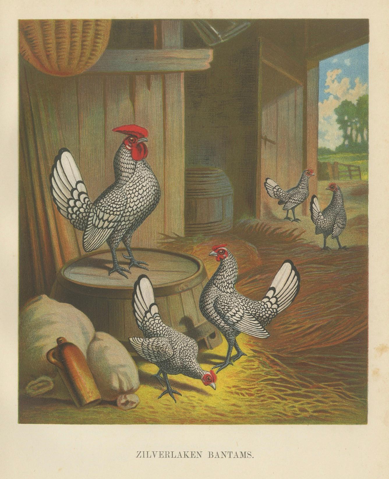The Silver-Laced Bantam - Eine seltene Geflügel-Lithographie des 19. Jahrhunderts im Angebot 1