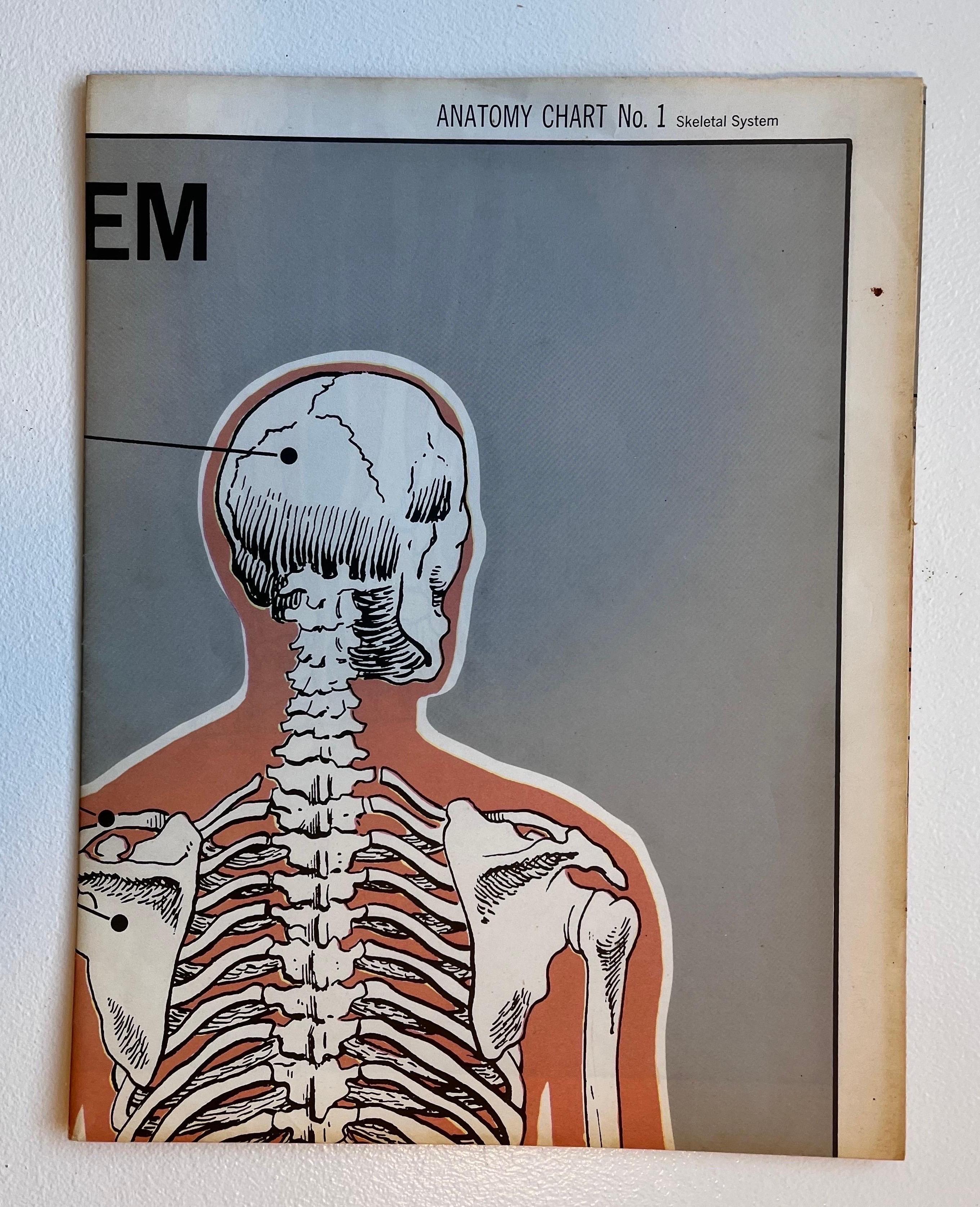 Poster sur le système squelettique par American Map Co. - Circa 1950.

29