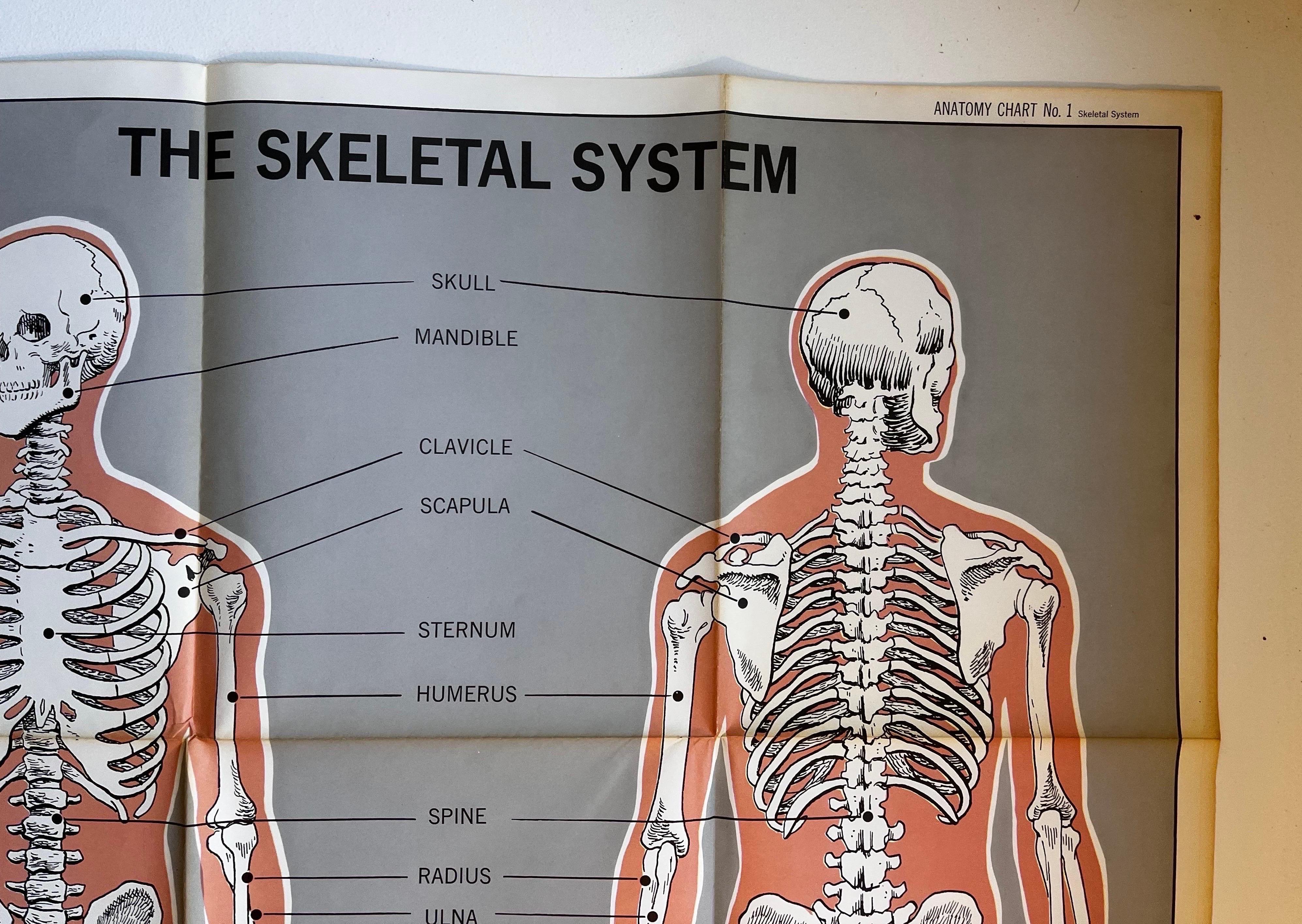 Affiche du système squelettique d'American Map Co.  Bon état - En vente à Philadelphia, PA