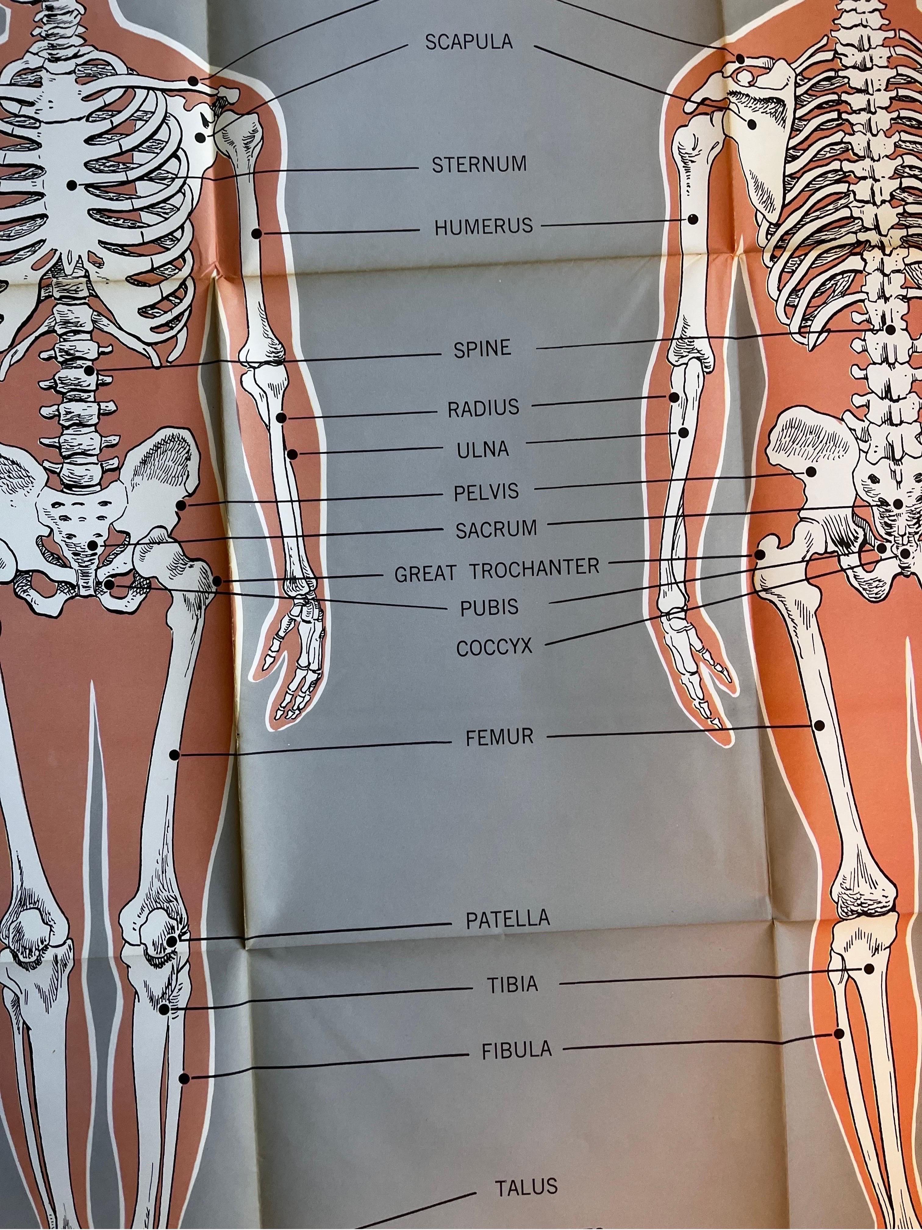 Mid-Century Modern Skeletal System Poster by American Map Co.  For Sale