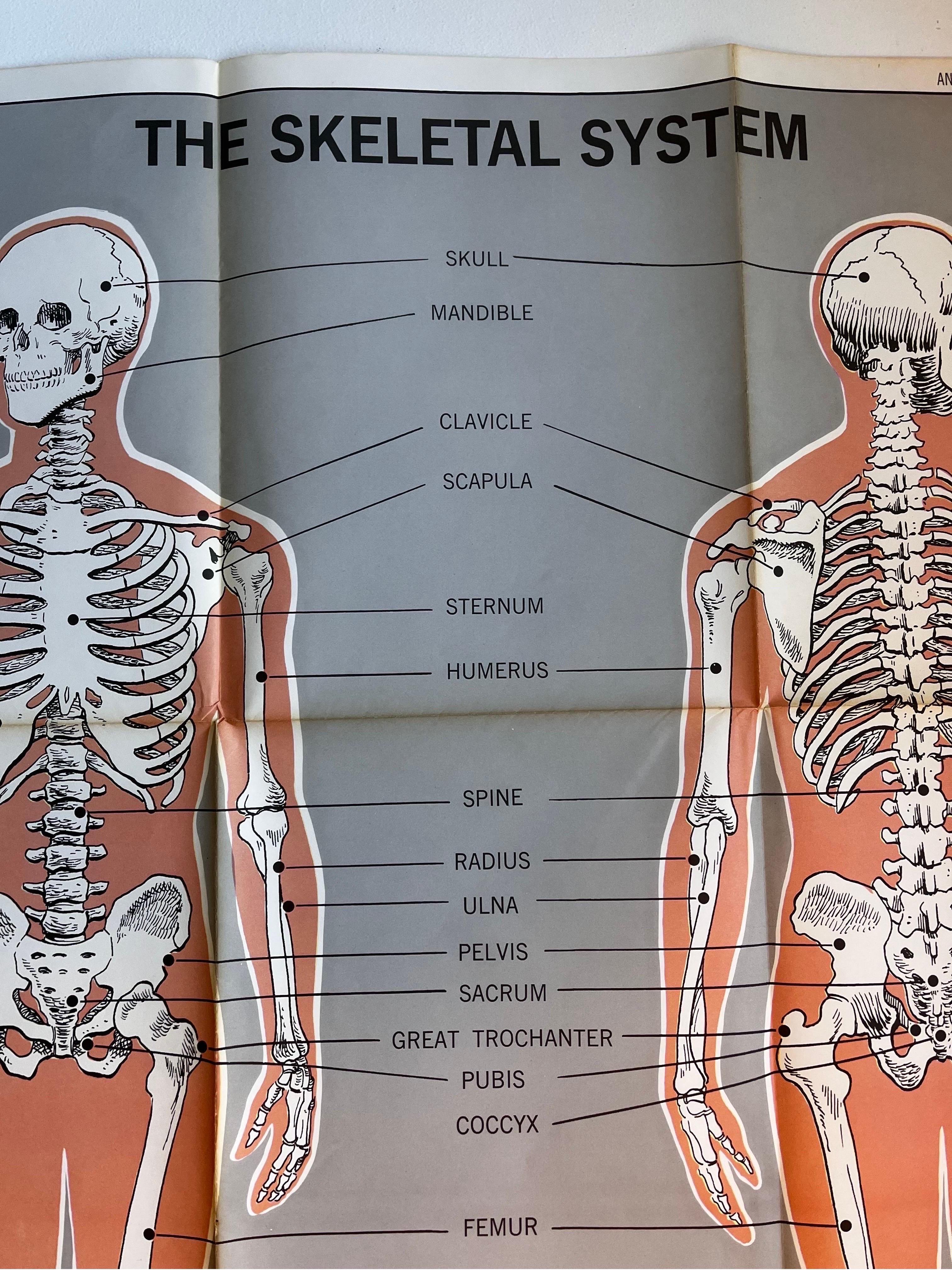 Skeletal System Poster by American Map Co.  In Good Condition For Sale In Philadelphia, PA