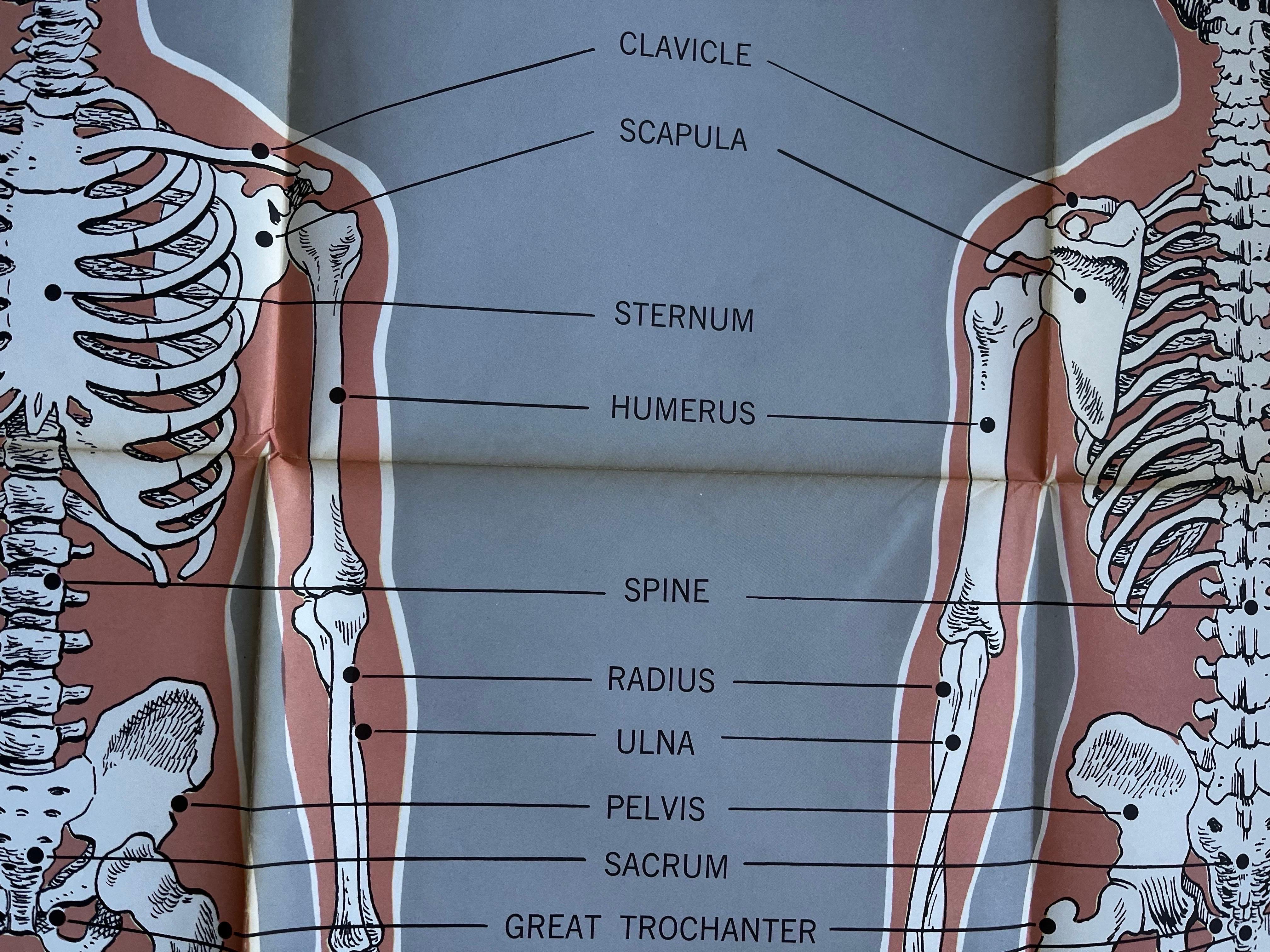 20th Century Skeletal System Poster by American Map Co.  For Sale