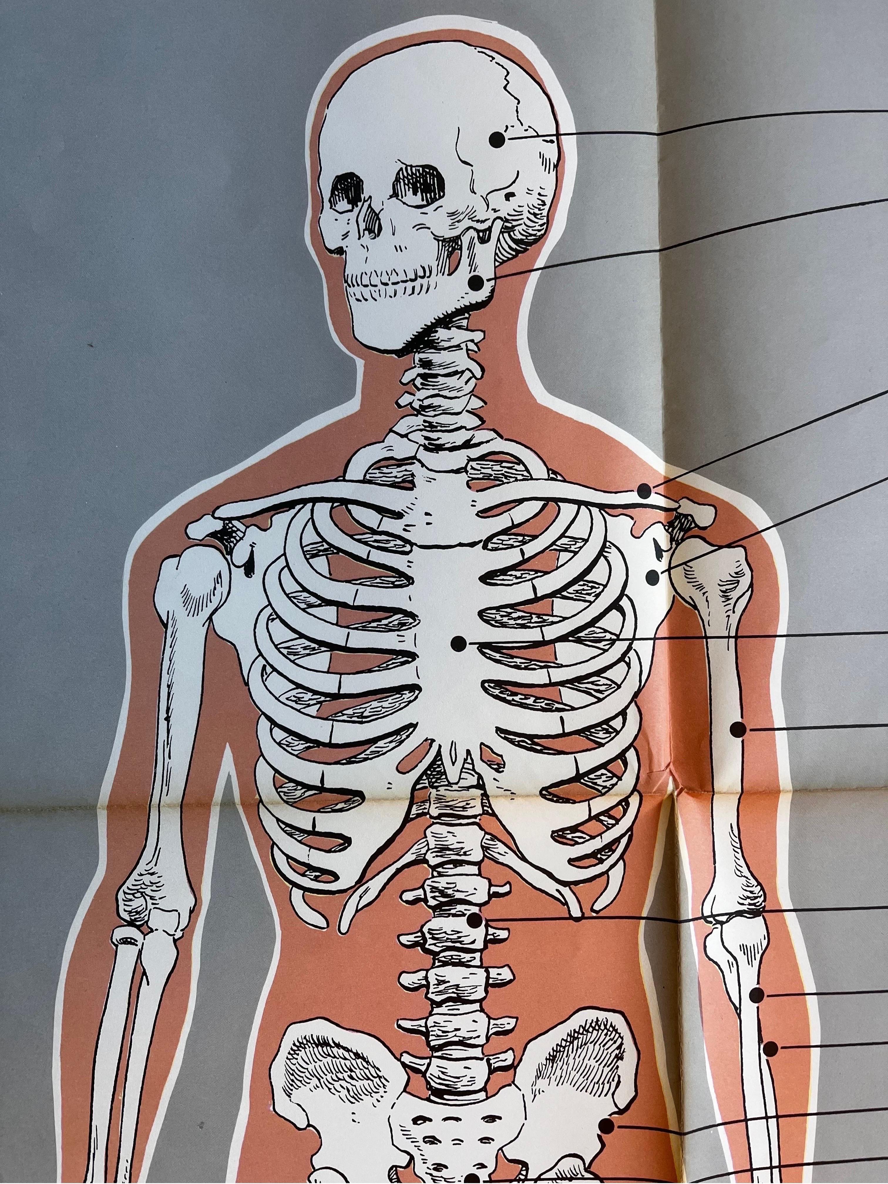Affiche du système squelettique d'American Map Co.  en vente 2
