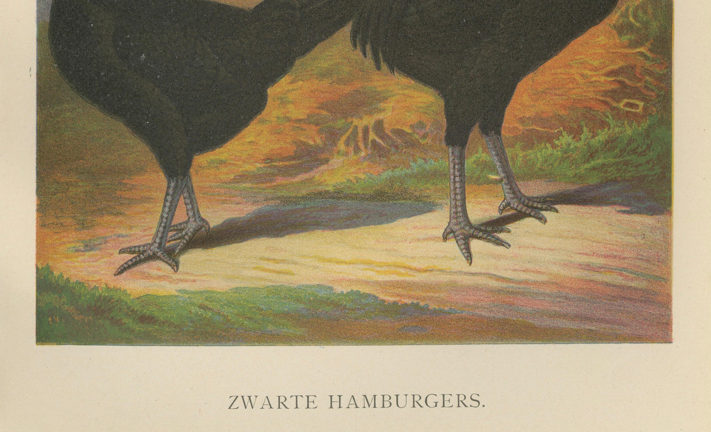 Das glatte schwarze Hamburger Huhn Eine seltene Geflügellithographie aus dem 19.  

Diese elegante Chromolithografie aus dem 19. Jahrhundert zeigt ein Paar schwarzer Hamburger Hühner, eine raffinierte Rasse, die für ihr elegantes schwarzes Gefieder,