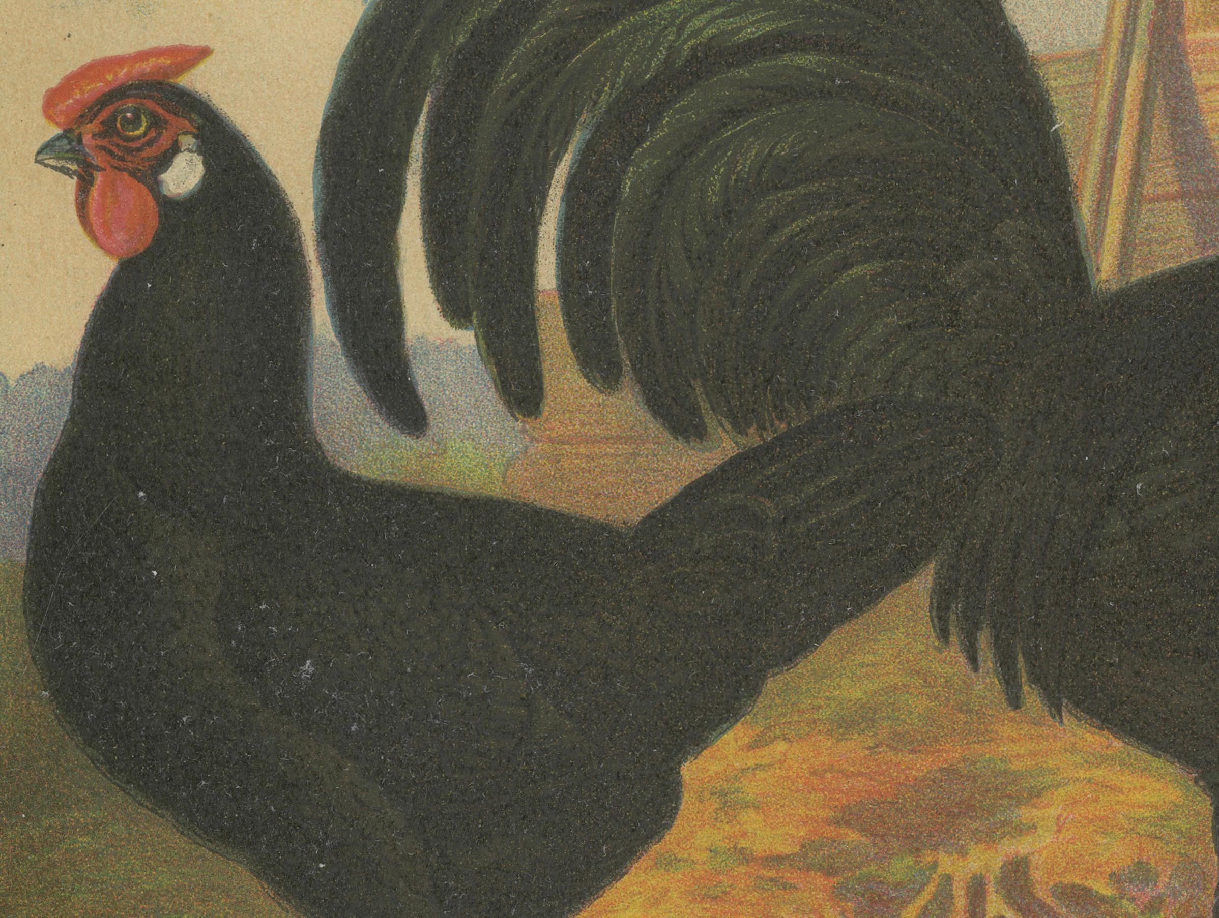 The Sleek Black Hamburg Chicken - Eine seltene Geflügellithographie aus dem 19. Jahrhundert im Zustand „Gut“ im Angebot in Langweer, NL