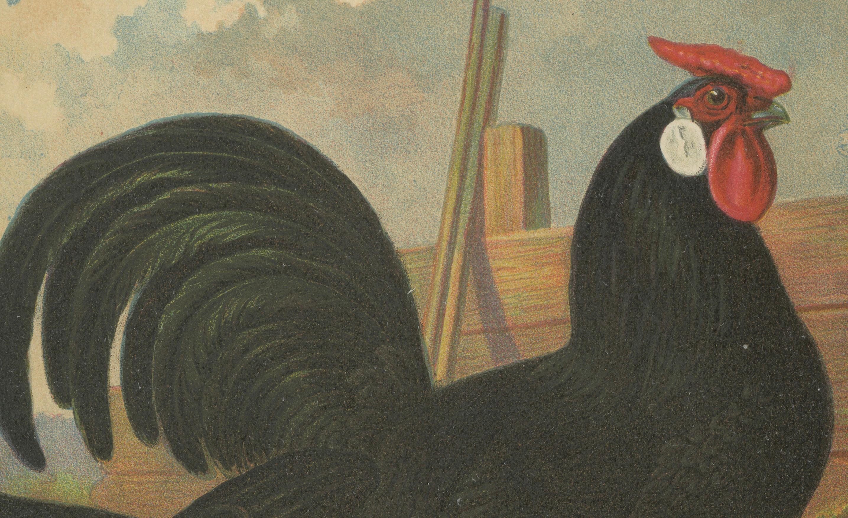 The Sleek Black Hamburg Chicken - Eine seltene Geflügellithographie aus dem 19. Jahrhundert (Spätes 19. Jahrhundert) im Angebot