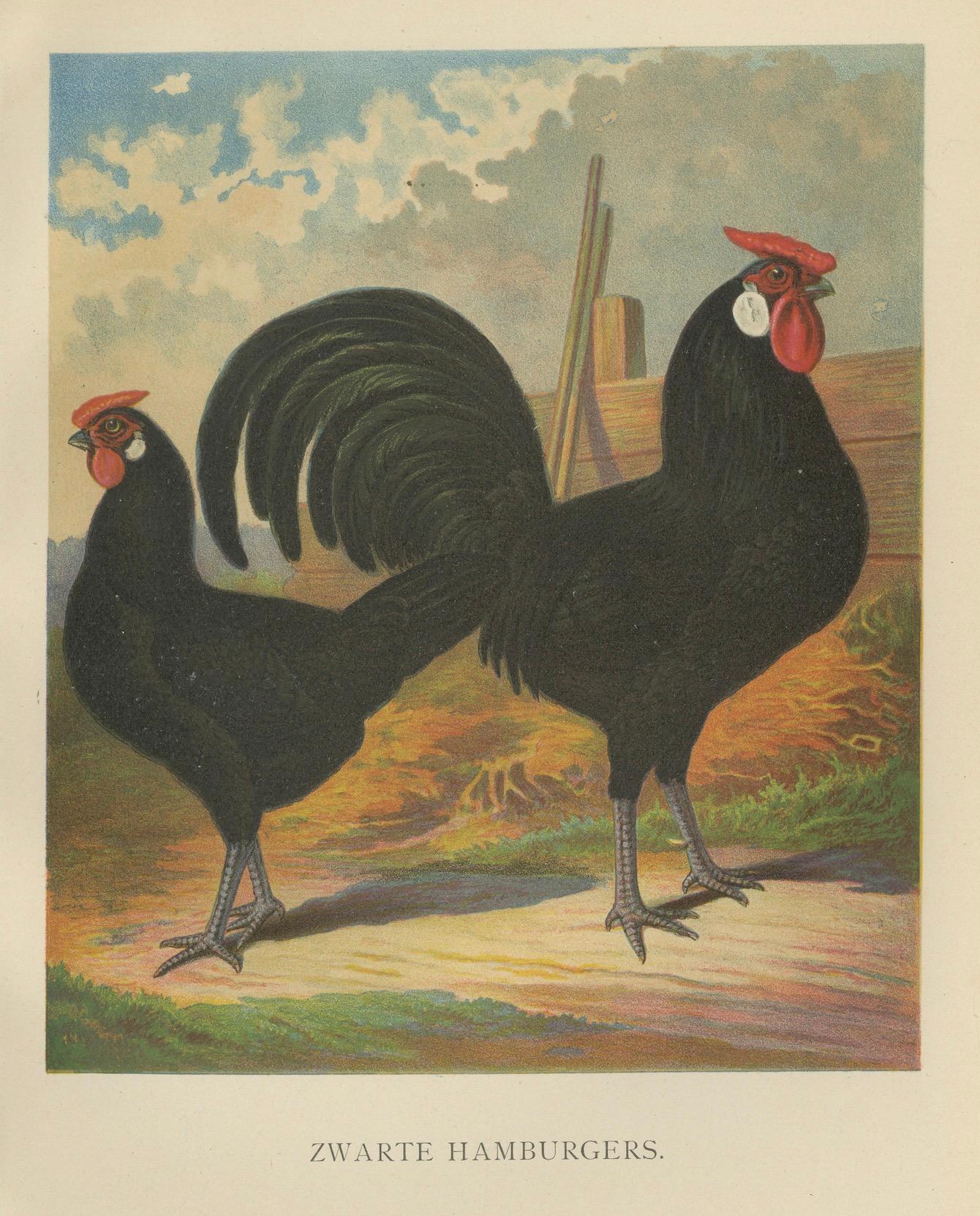 The Sleek Black Hamburg Chicken - Eine seltene Geflügellithographie aus dem 19. Jahrhundert im Angebot 1