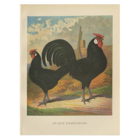 The Sleek Black Hamburg Chicken - A Rare 19th Century Poultry Lithograph