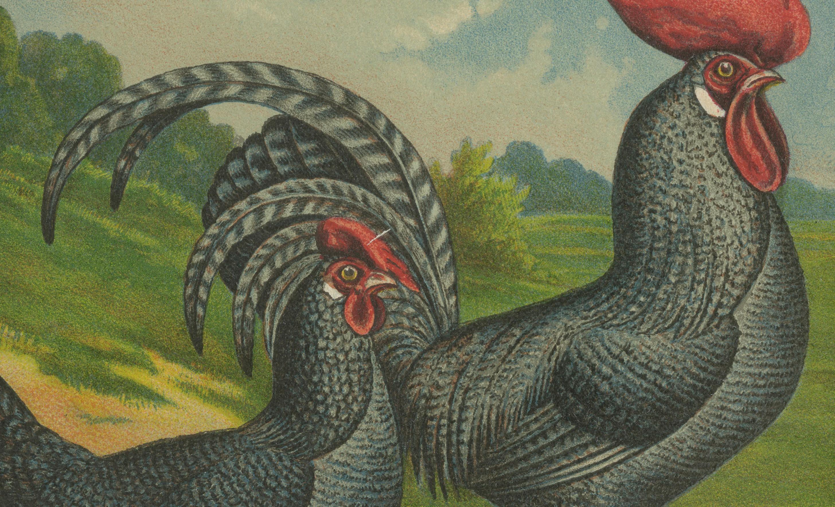 The Striking Cuckoo Italian Chicken A Rare 19th Century Poultry Lithograph  

This exquisite 19th century chromolithograph features a pair of Cuckoo Italian chickens, a breed distinguished by its beautiful barred plumage, elegant body shape, and
