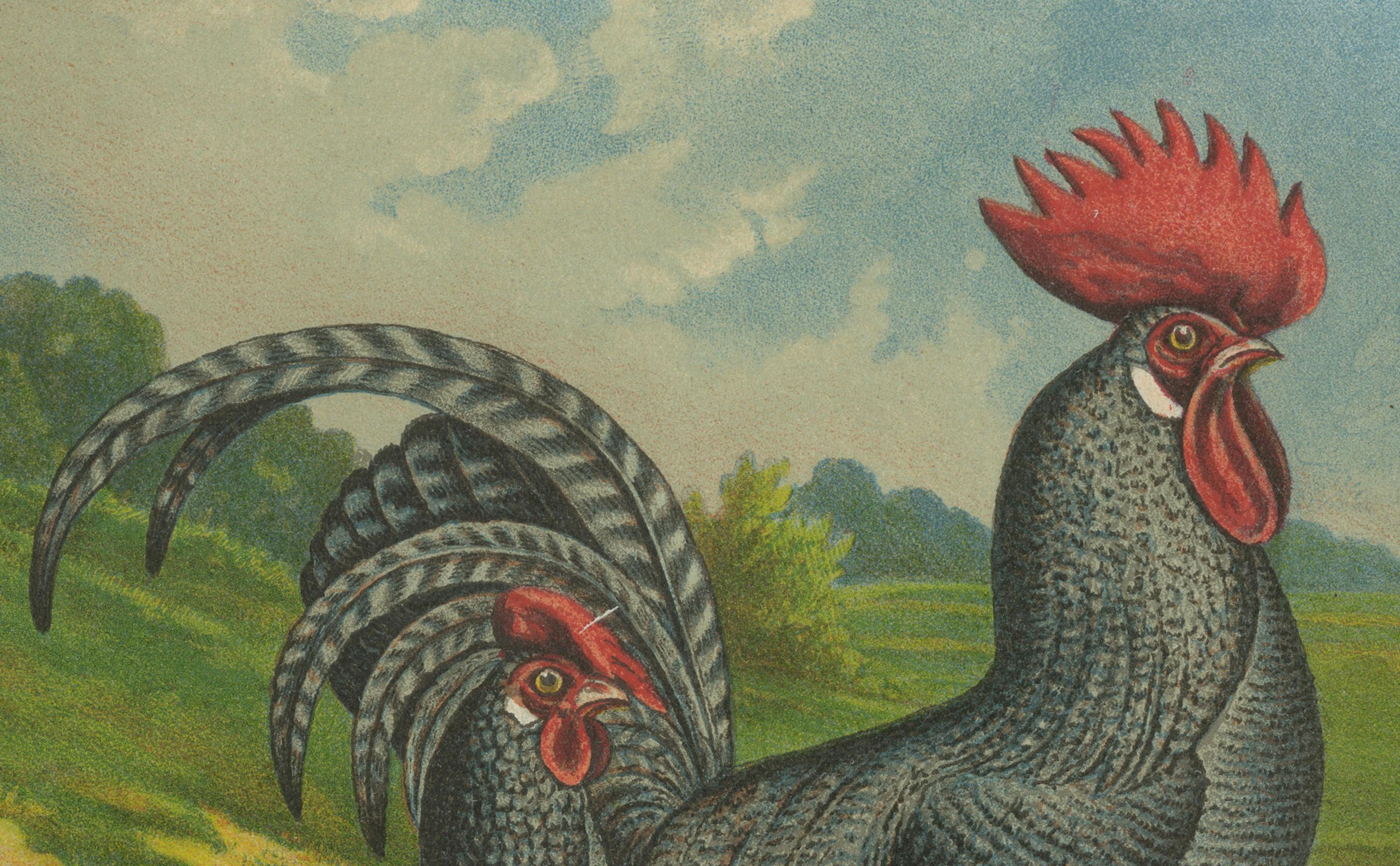 Late 19th Century The Striking Cuckoo Italian Chicken - A Rare 19th Century Poultry Lithograph For Sale