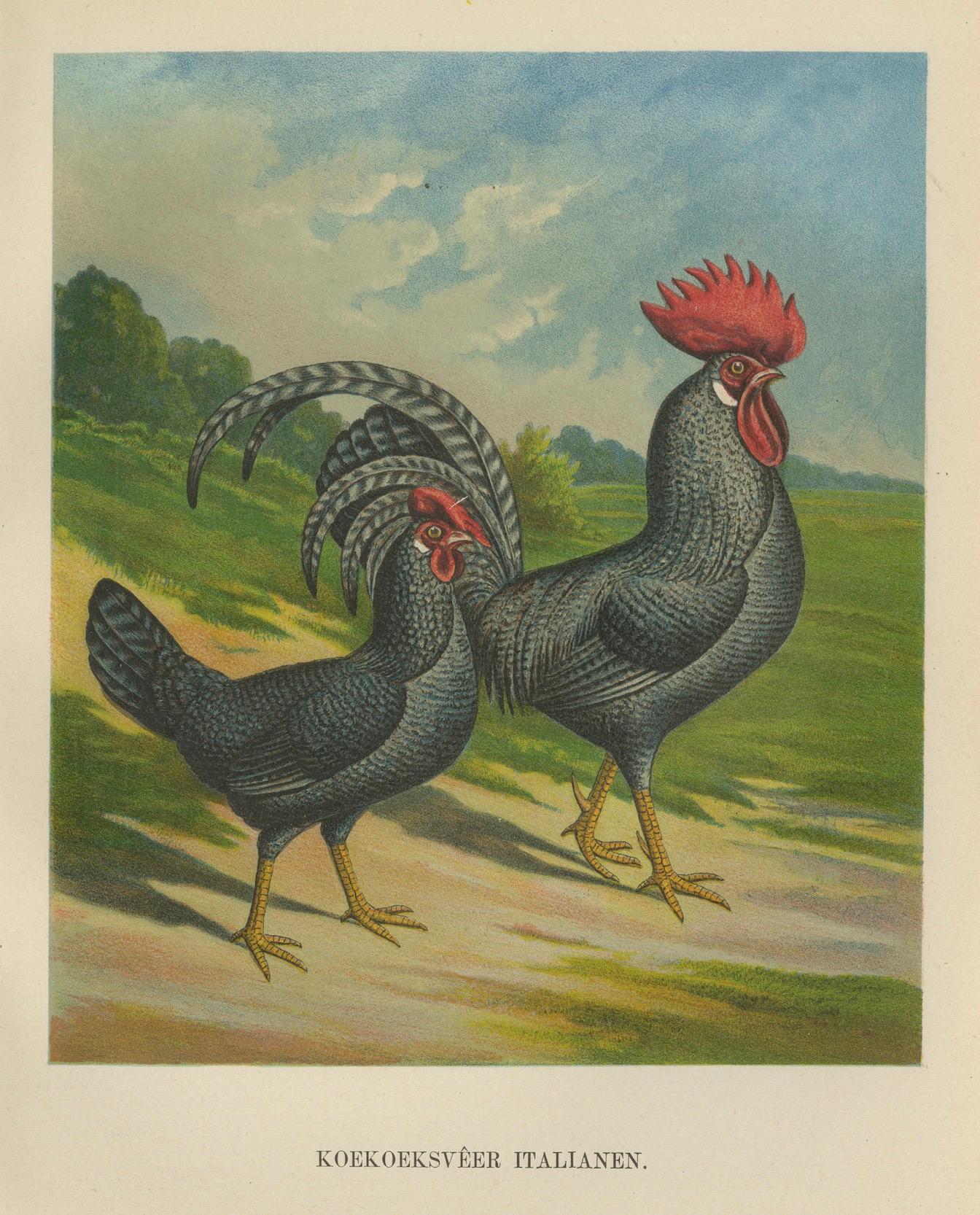 The Striking Cuckoo Italian Chicken - A Rare 19th Century Poultry Lithograph For Sale 1