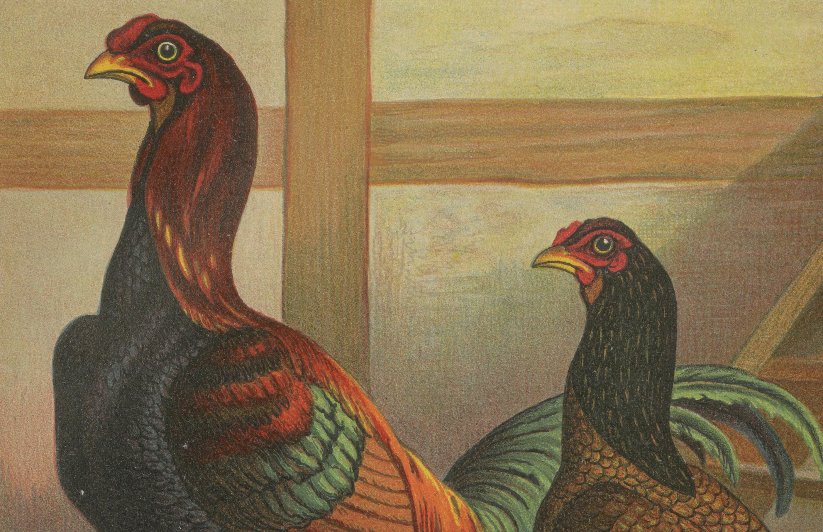 Das auffällige malaiische Huhn - eine seltene Geflügellithographie aus dem 19.  

Diese eindrucksvolle Chromolithografie aus dem 19. Jahrhundert zeigt ein Paar Malayer-Hühner, eine alte und kräftige Rasse, die für ihre hohe Statur, ihren muskulösen