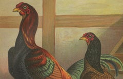 The Striking Malay Chicken - A Rare 19th Century Poultry Lithograph