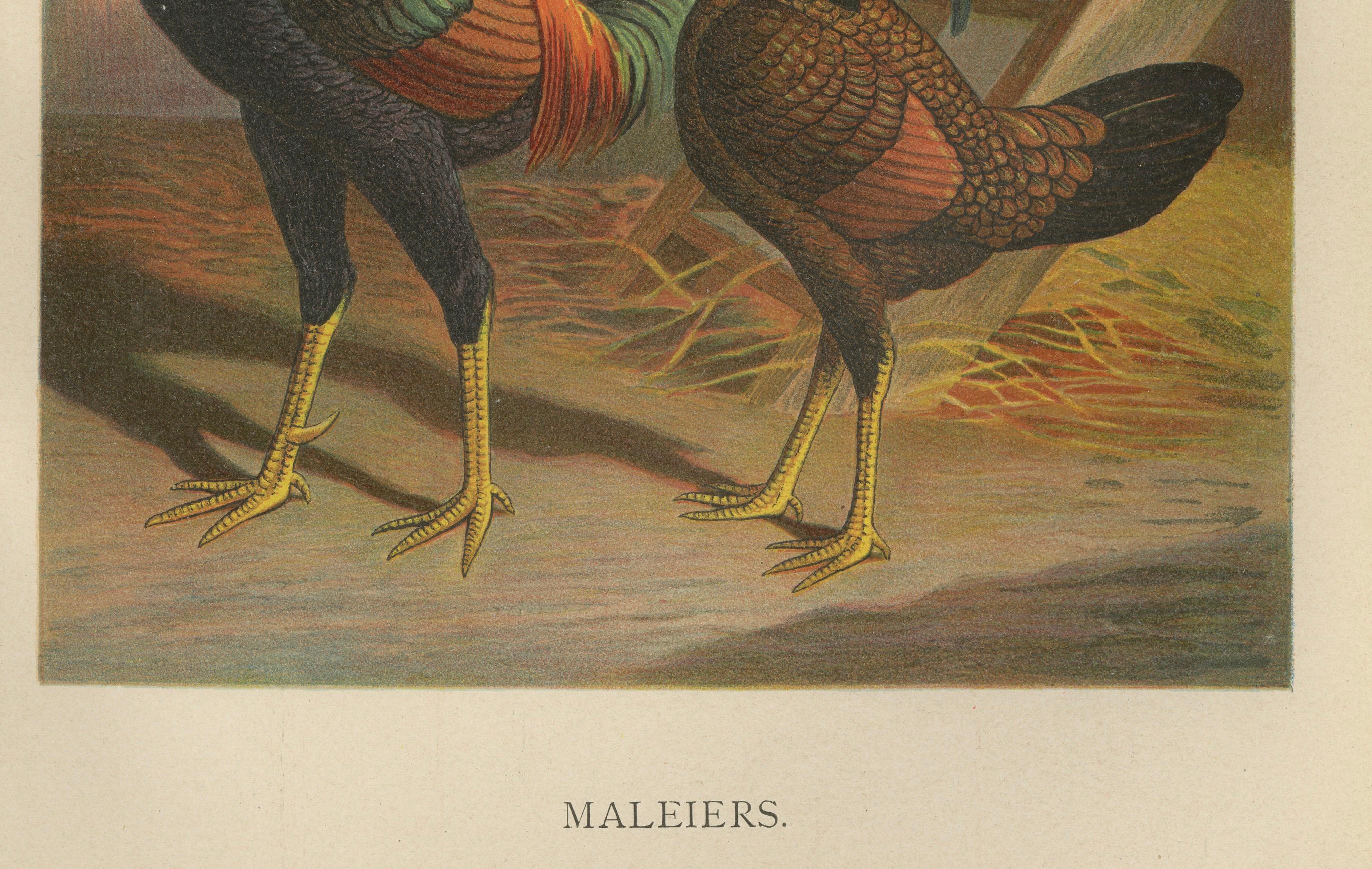 The Striking Malay Chicken - A Rare 19th Century Poultry Lithograph im Zustand „Gut“ im Angebot in Langweer, NL