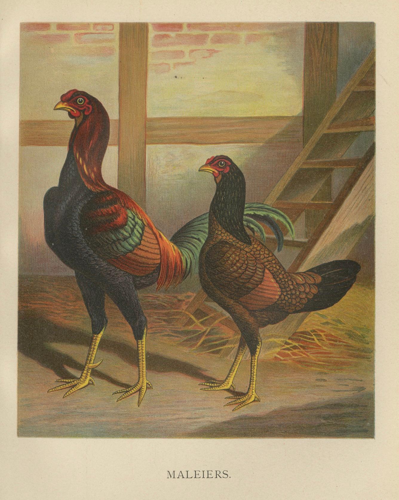 The Striking Malay Chicken - A Rare 19th Century Poultry Lithograph (Spätes 19. Jahrhundert) im Angebot
