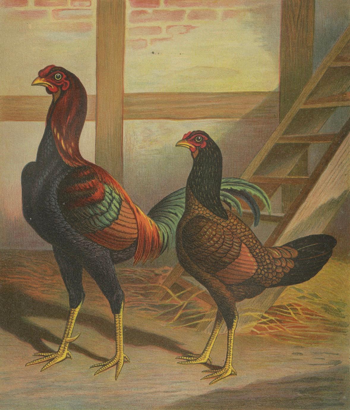The Striking Malay Chicken - A Rare 19th Century Poultry Lithograph (Papier) im Angebot