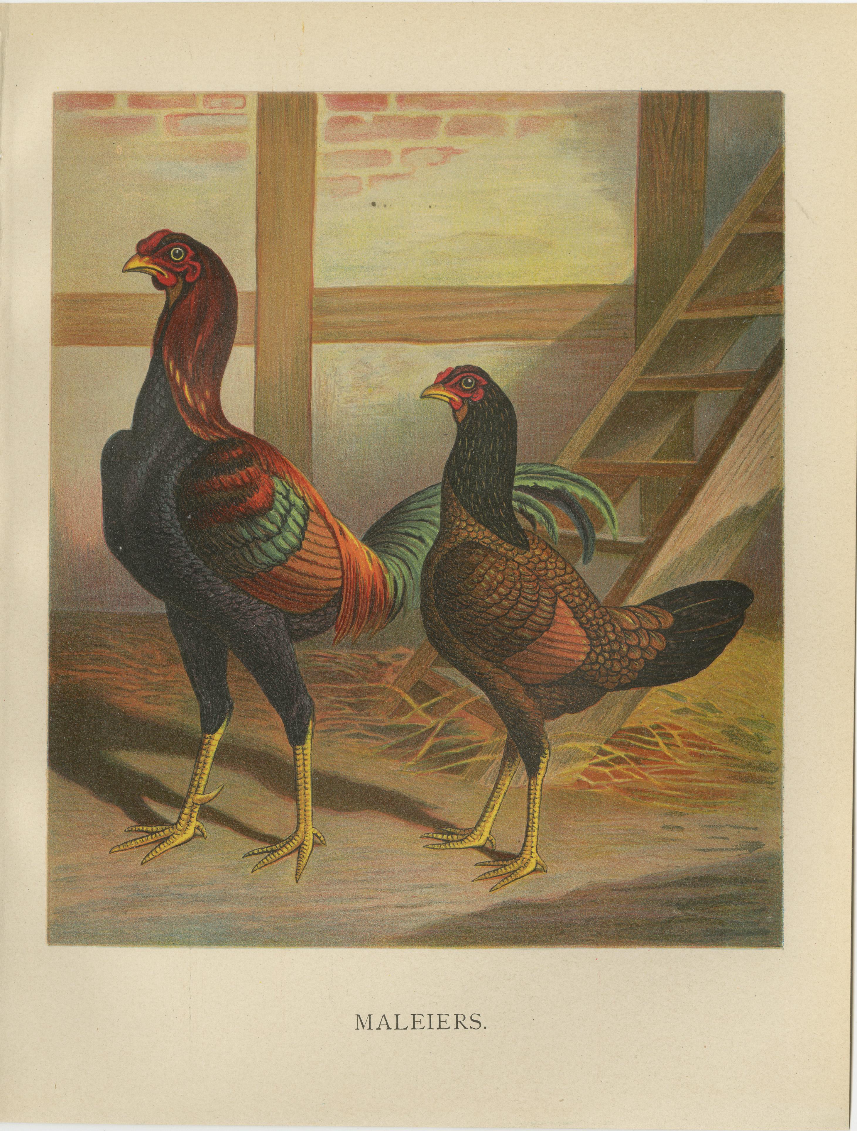The Striking Malay Chicken - A Rare 19th Century Poultry Lithograph im Angebot 4