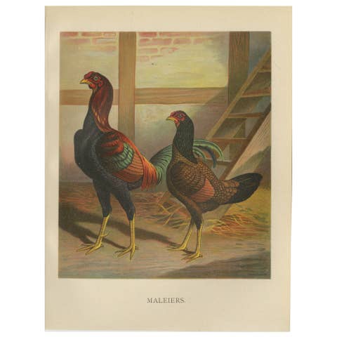 The Striking Malay Chicken - A Rare 19th Century Poultry Lithograph