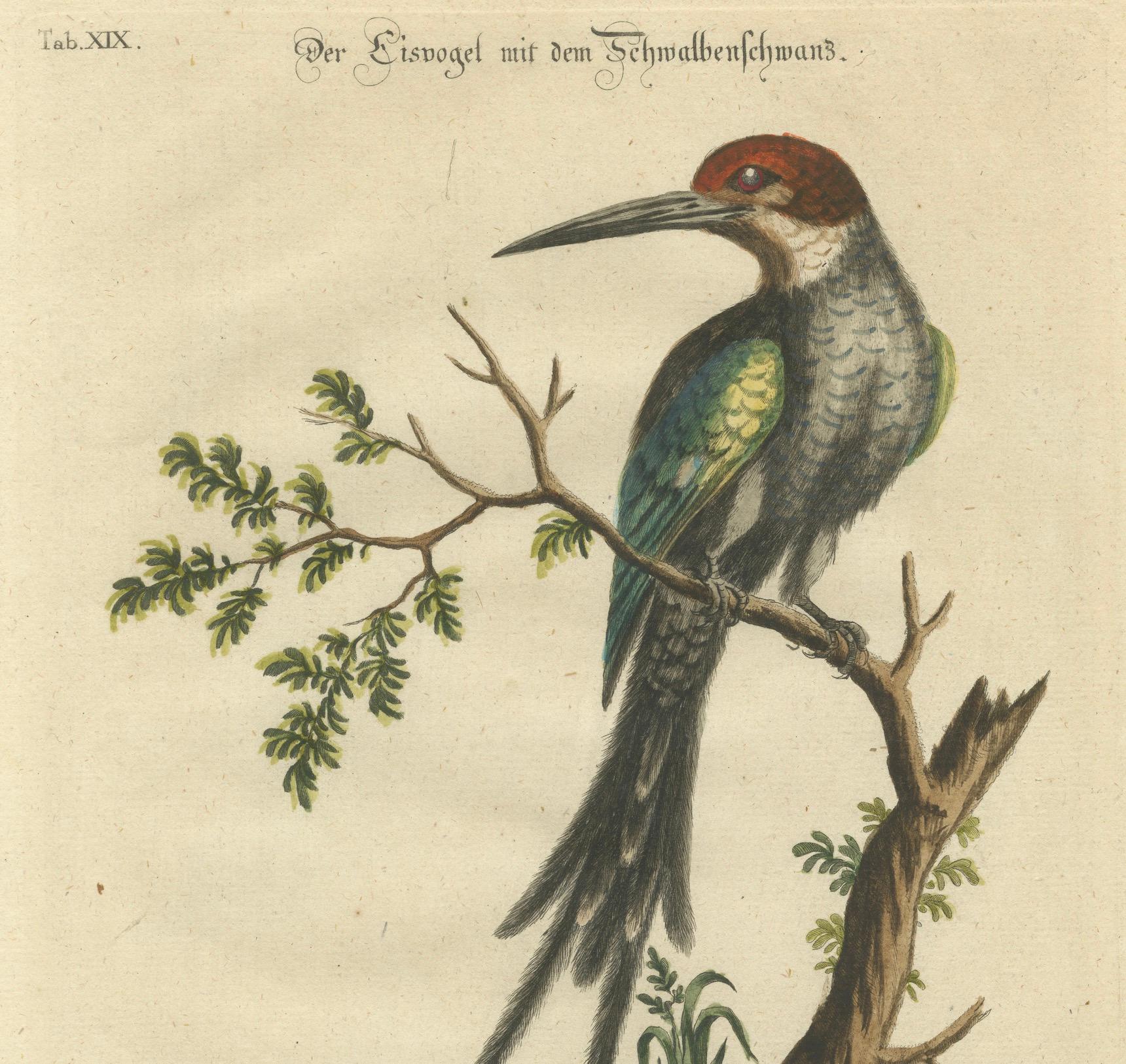 Mid-18th Century The Surinamese Kingfisher Bird with the Swallow Tail Engraved in 1749 For Sale