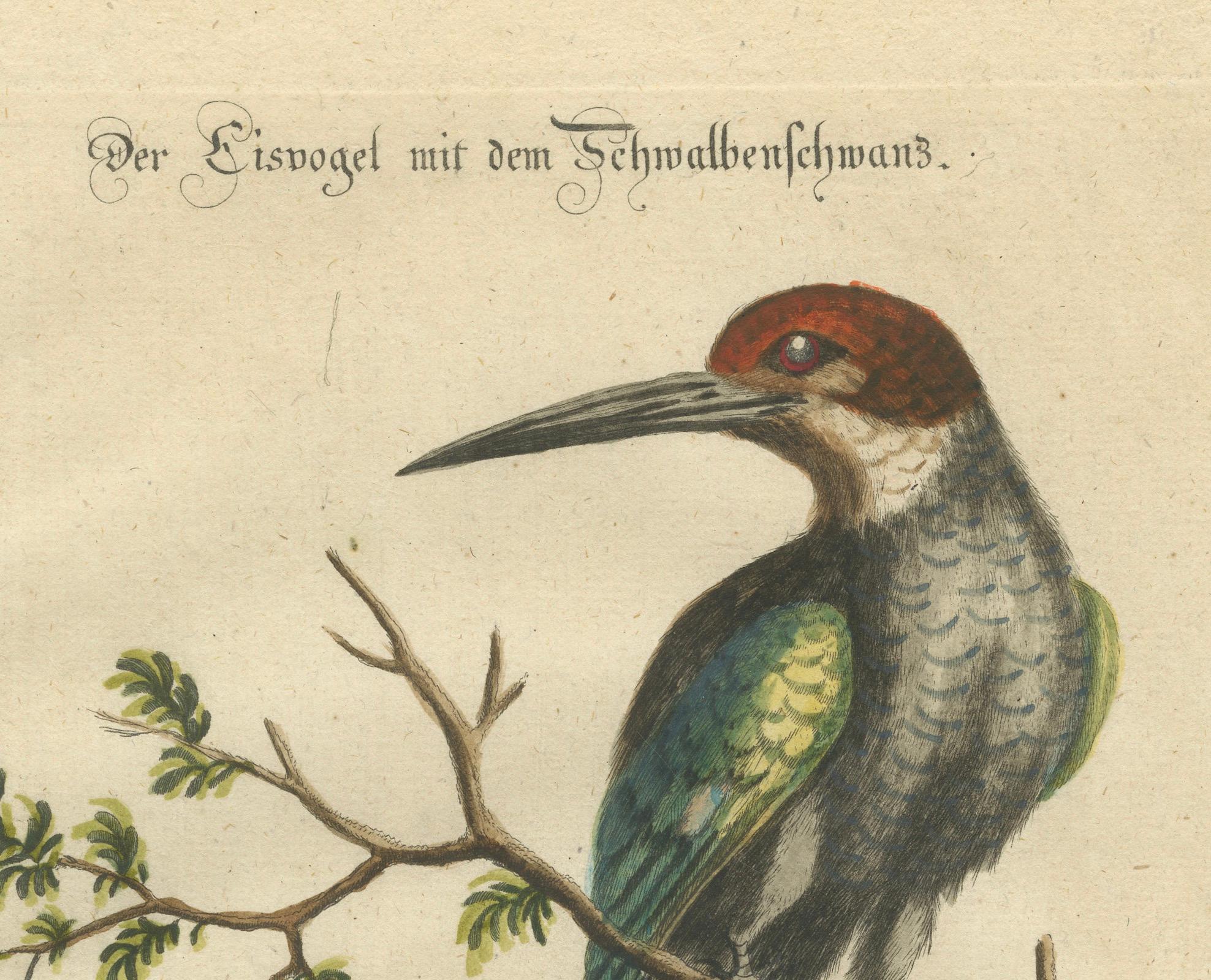 The Surinamese Kingfisher Bird with the Swallow Tail Engraved in 1749 For Sale 1
