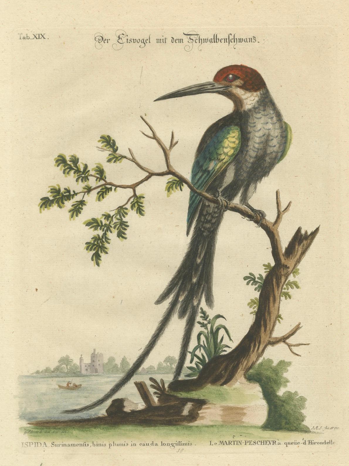 The Surinamese Kingfisher Bird with the Swallow Tail Engraved in 1749 For Sale 2