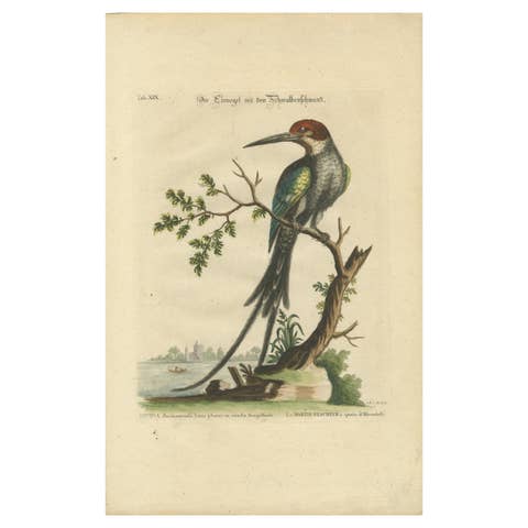 The Surinamese Kingfisher Bird with the Swallow Tail - Engraved in 1749