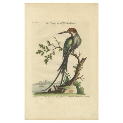 The Surinamese Kingfisher Bird with the Swallow Tail - Engraved in 1749