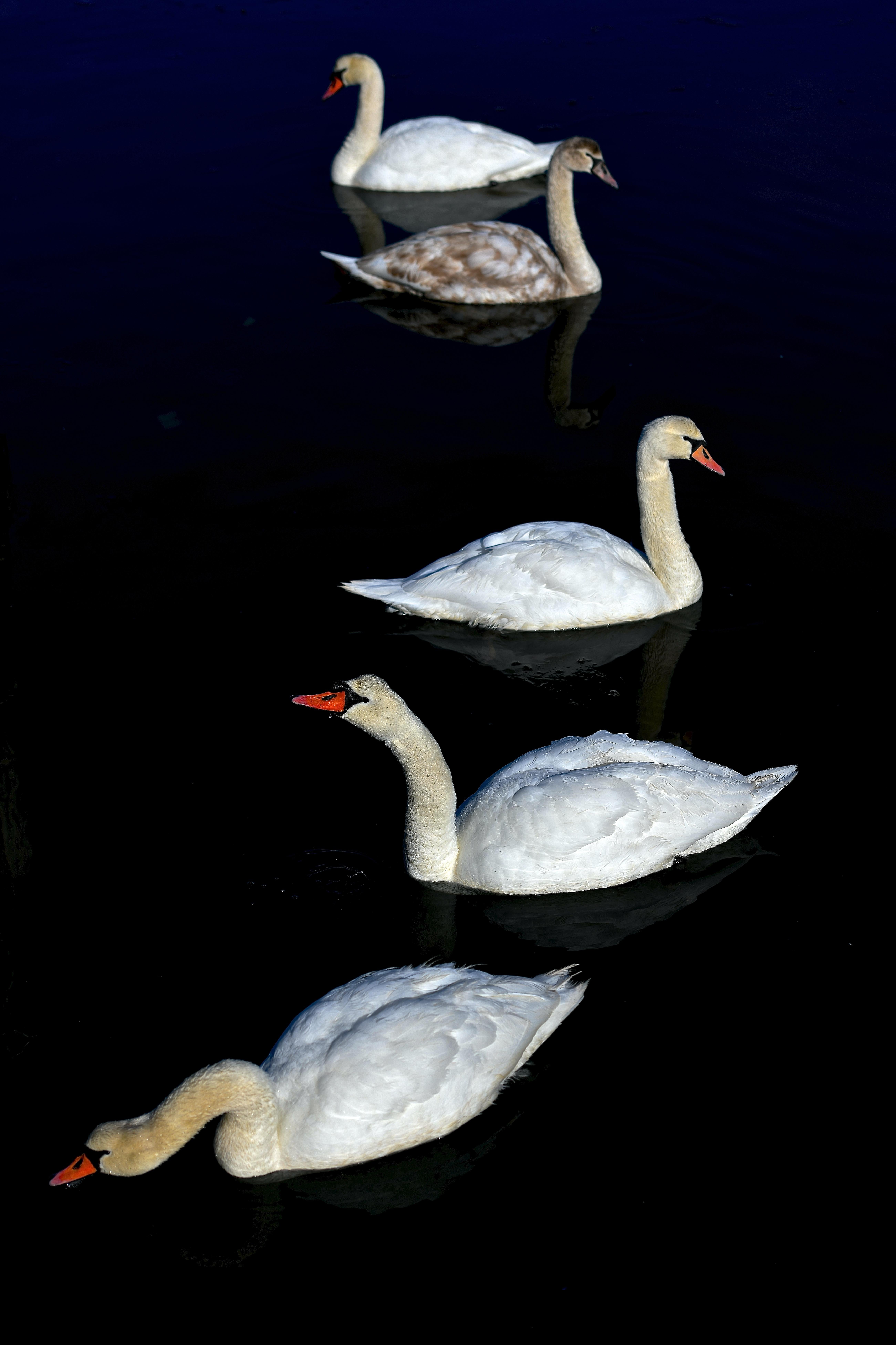 Américain « The Swans of Squassex », par le photographe Patrice Casanova, Long Island, NY en vente