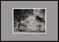 ""The Teaser"" Schwarz-Weiß-Fotografie Gelatinesilberdruck Ana Maria Corteso