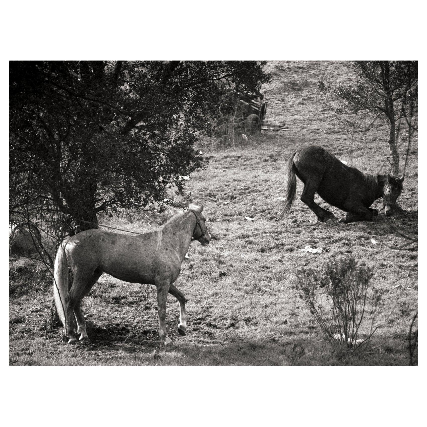 « The Teaser », photographie en noir et blanc à tirage gélatino-argentique d'Ana Maria Corteso