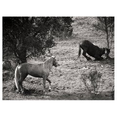 "The Teaser" Black and White Photography Gelatin Silver Print Ana Maria Cortesão