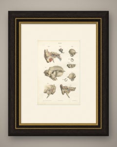 The Temporal Bone and Ear Canal, Antique Hirschfeld Anatomy Print, 1866