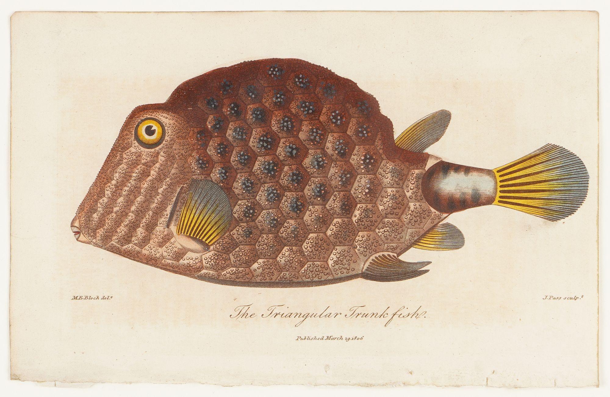 This scarce first edition hand colored engraving is from Sir Charles Linnaeus & Ebenezer Sibley's 