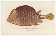 The Triangular Trunk Fish by Sir Charles Linnaeus & Ebenezer Sibley, 1806