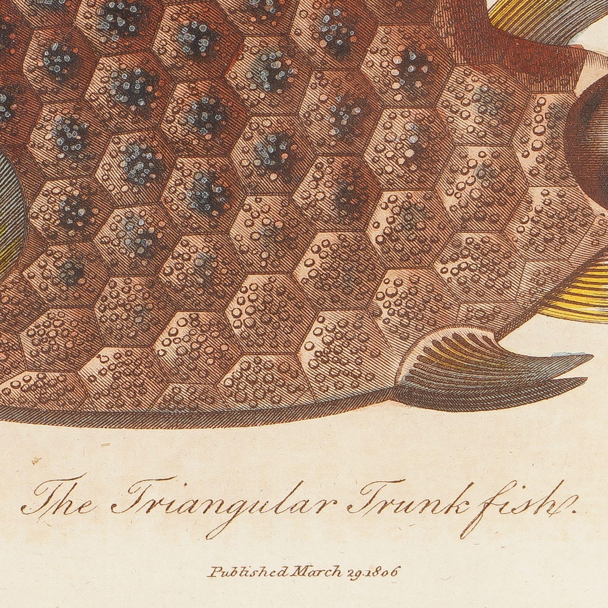 British The Triangular Trunk Fish by Sir Charles Linnaeus & Ebenezer Sibley, 1806 For Sale