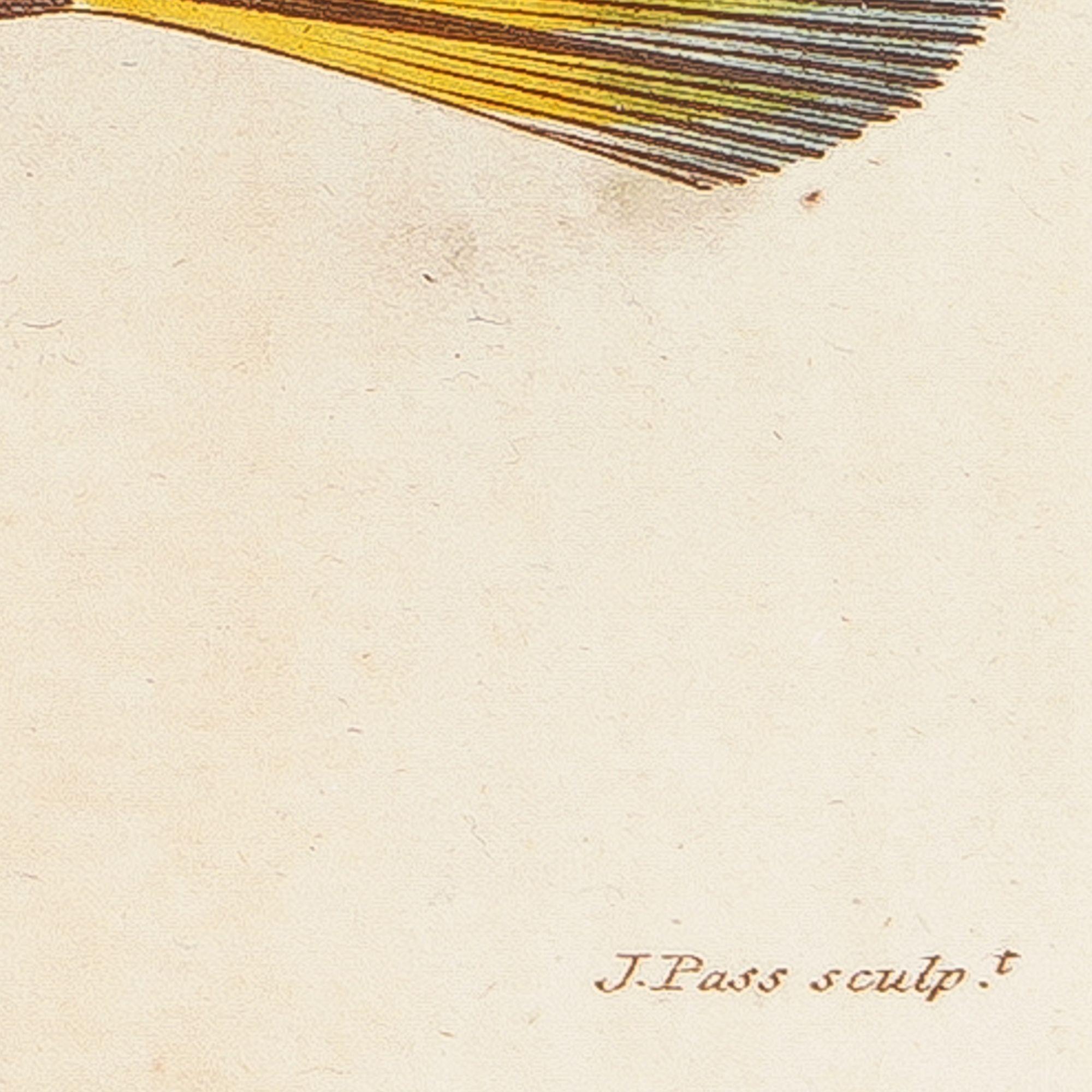 Dreieckiger Truhenfisch von Sir Charles Linnaeus & Ebenezer Sibley, 1806 (Frühes 19. Jahrhundert) im Angebot