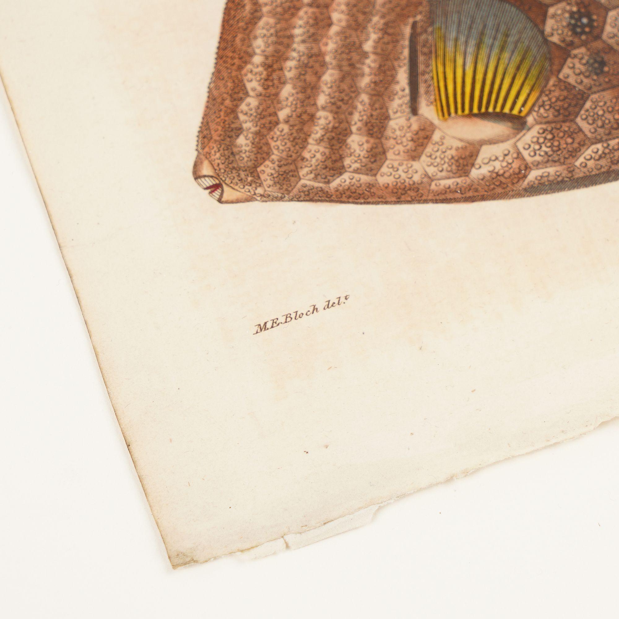 Dreieckiger Truhenfisch von Sir Charles Linnaeus & Ebenezer Sibley, 1806 (Papier) im Angebot
