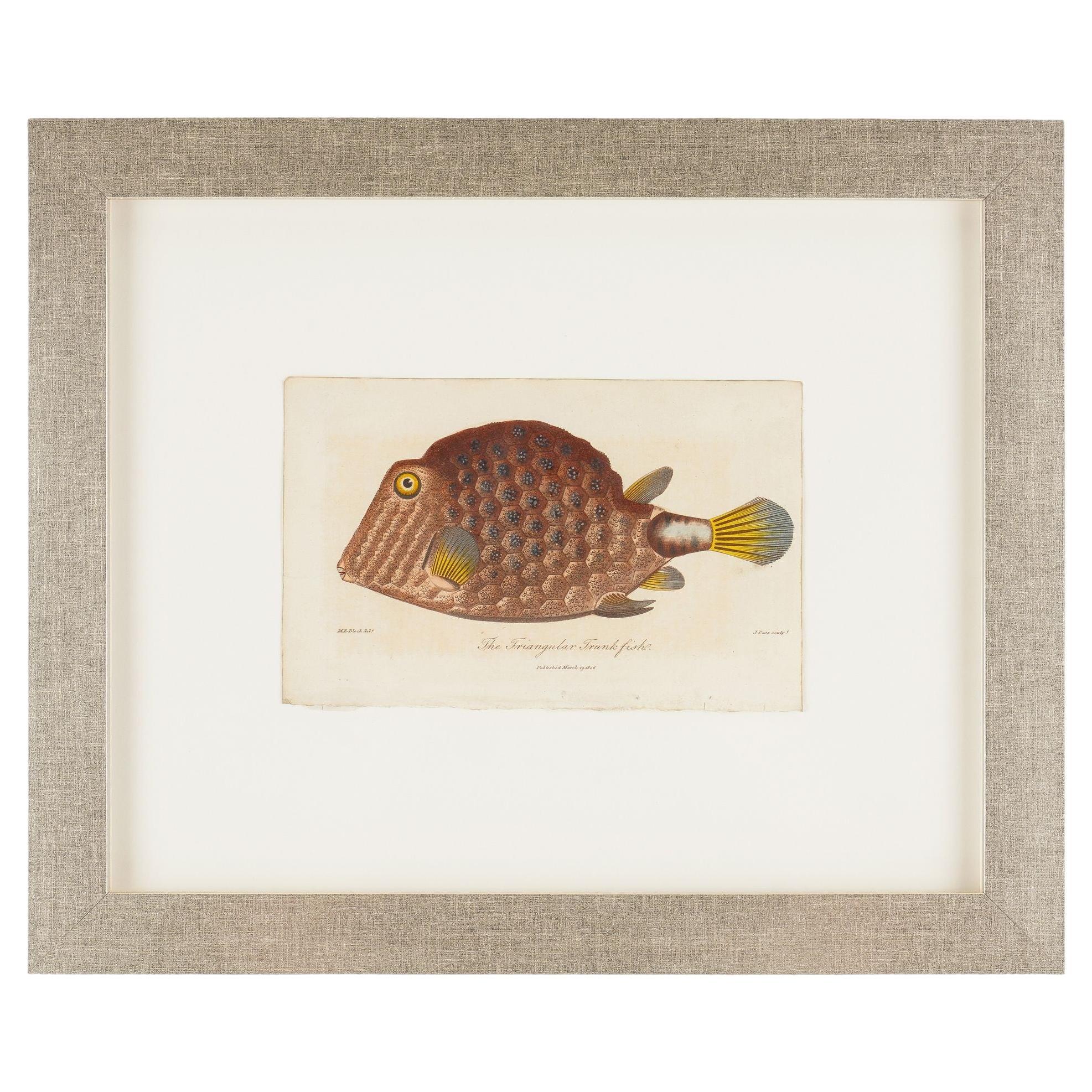 The Triangular Trunk Fish by Sir Charles Linnaeus & Ebenezer Sibley, 1806 For Sale
