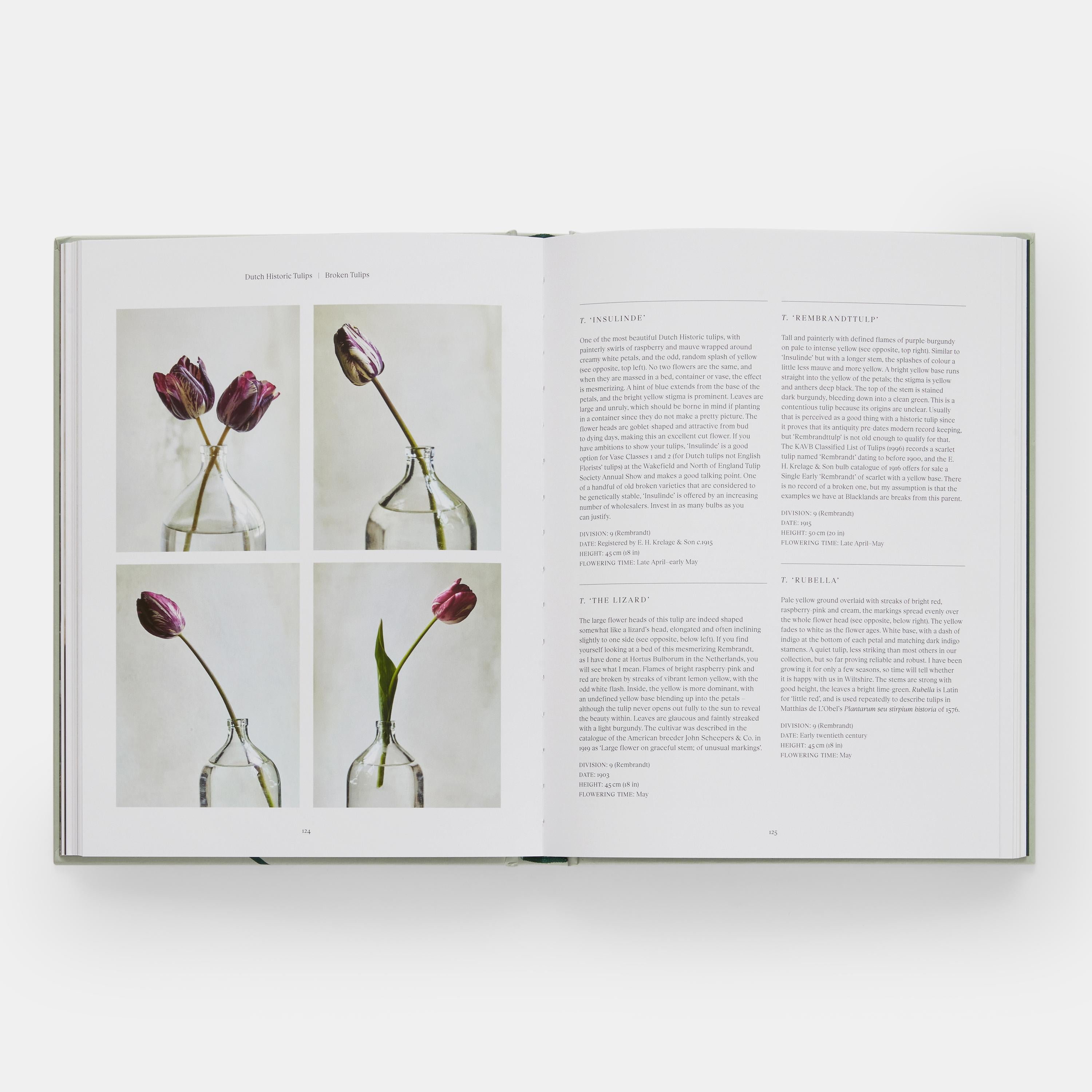 The Tulip Garden Growing and Collecting Species, Rare and Annual Varieties For Sale 1