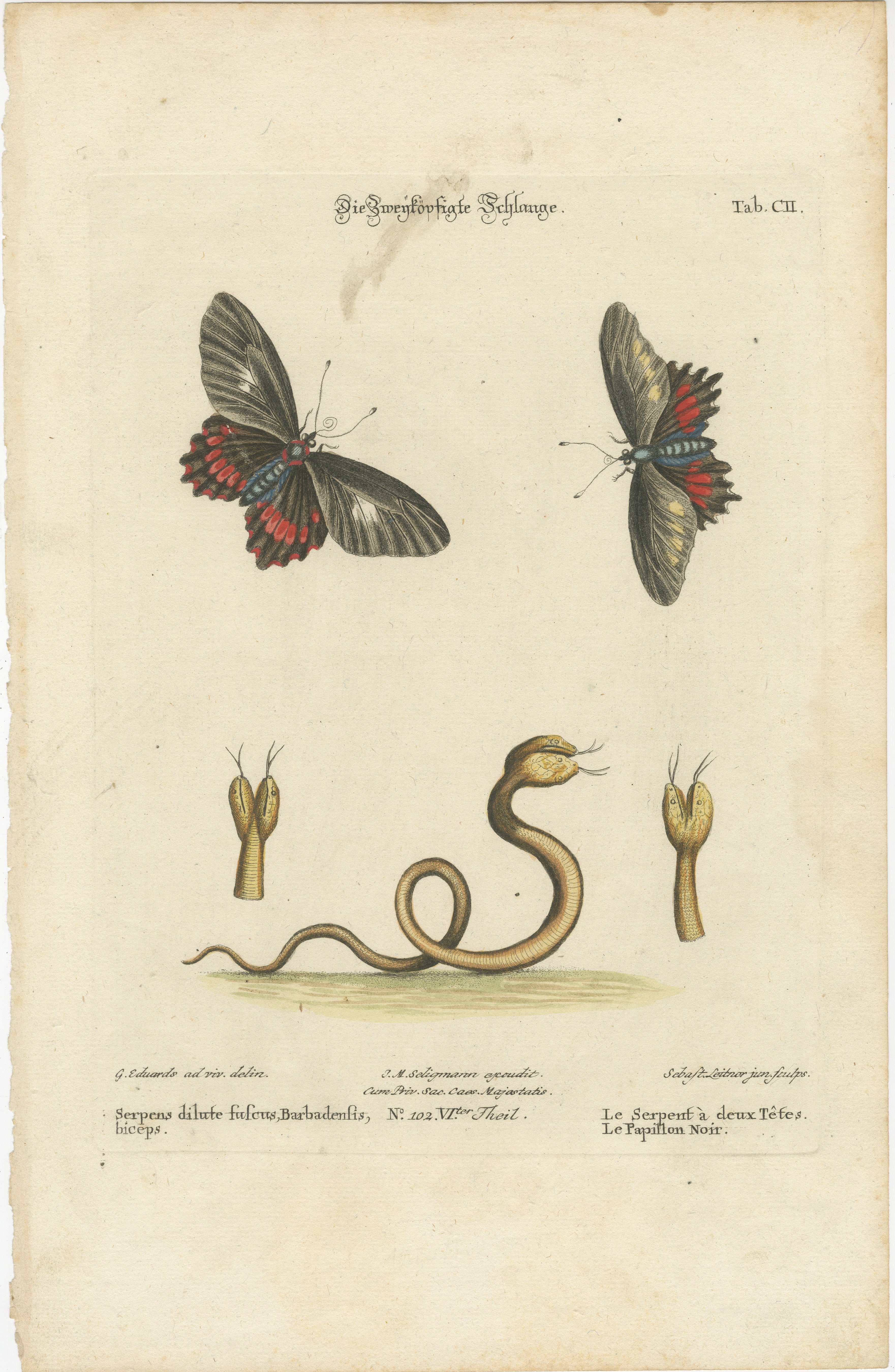 This is a hand-colored engraving from Johann Michael Seligmann's work,  depicting a butterfly and a two-headed snake. 

Below is the transcription and translation of the text:

- 