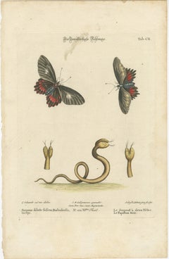 The Two-Headed Serpent and the Black Butterfly, 1749
