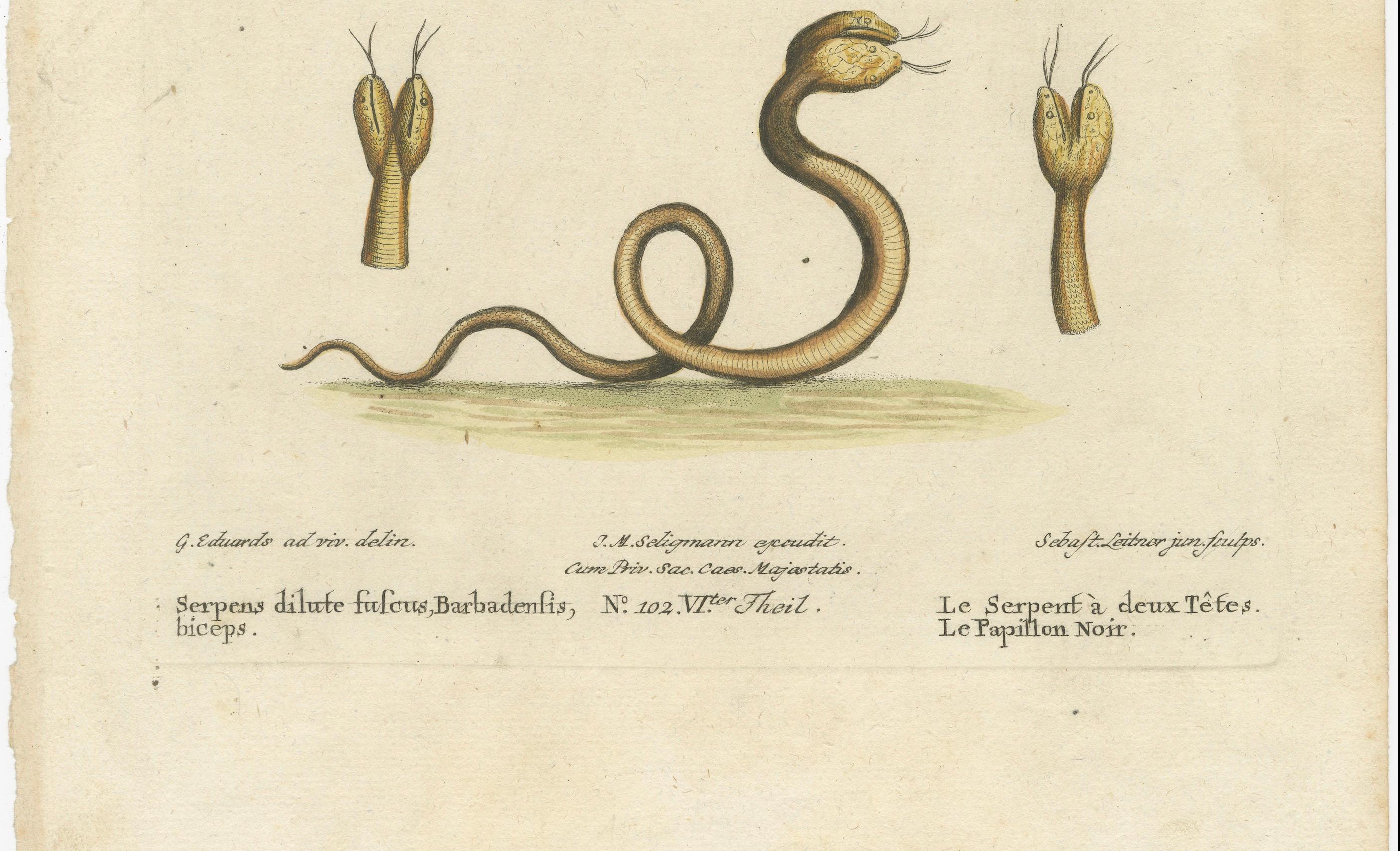 Gravé The Two-Headed Serpent and the Black Butterfly (Le serpent à deux têtes et le papillon noir), 1749 en vente